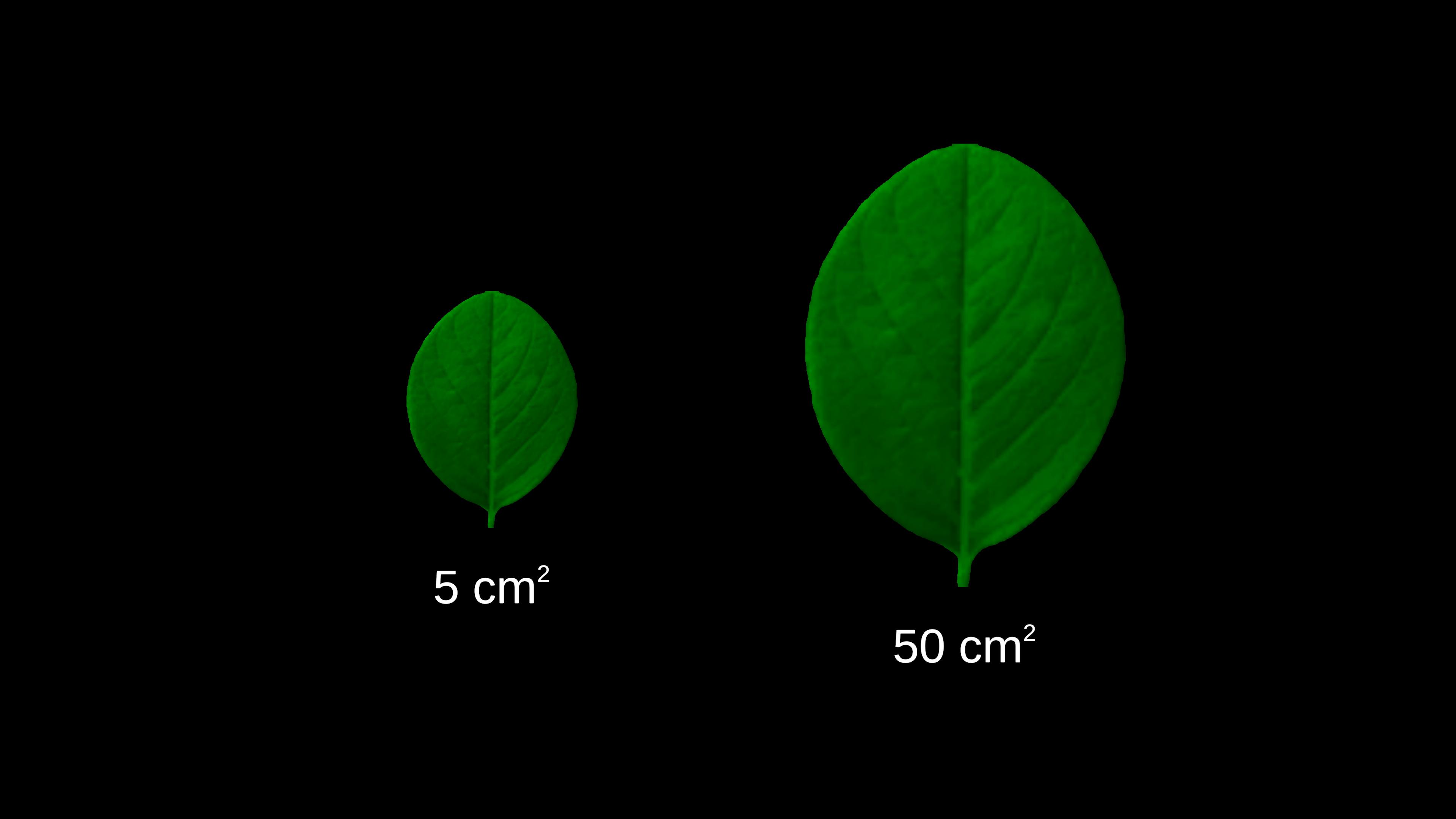 Plant Physiology content category