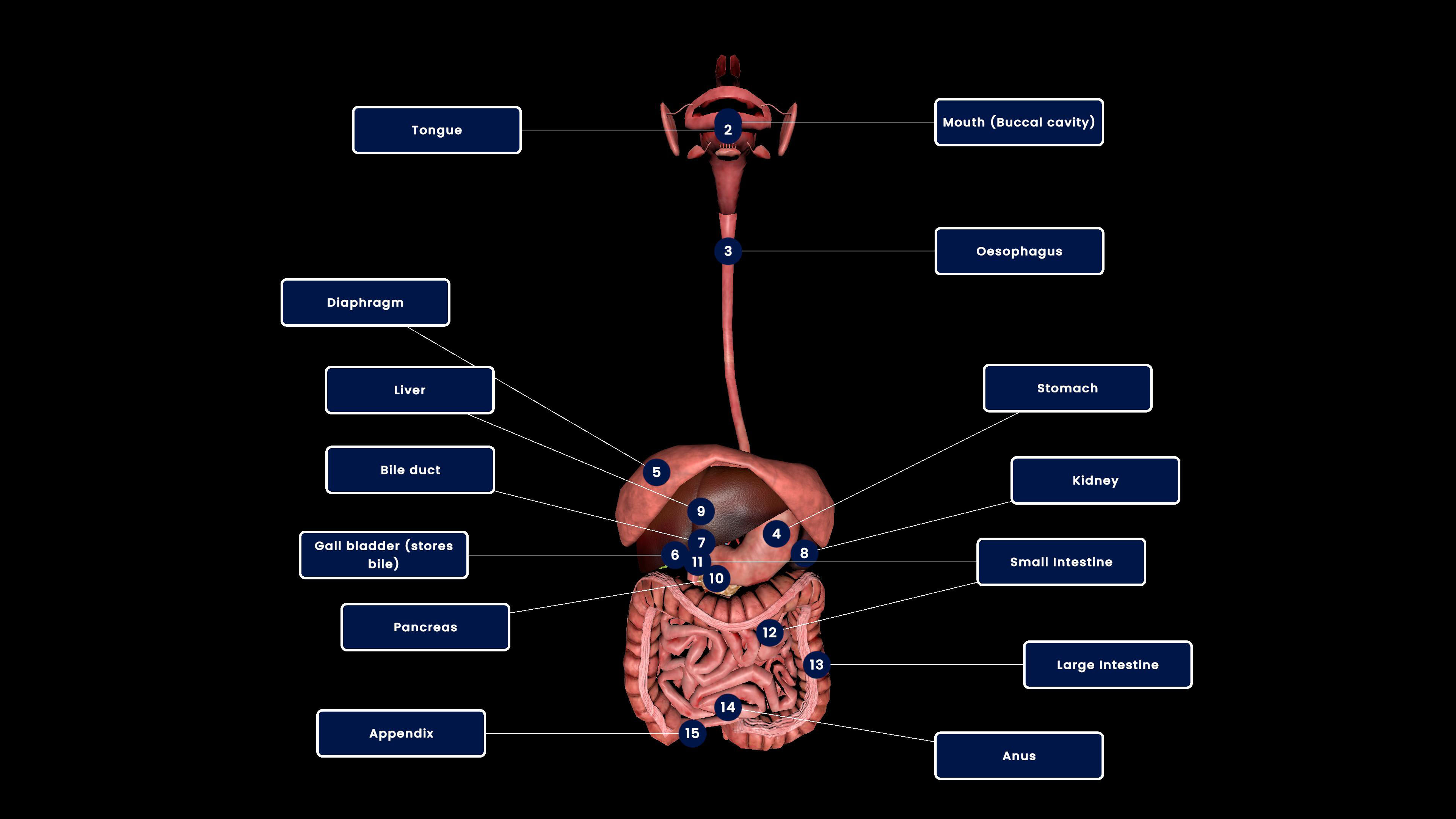 Alimentary Canal (Digestive System)