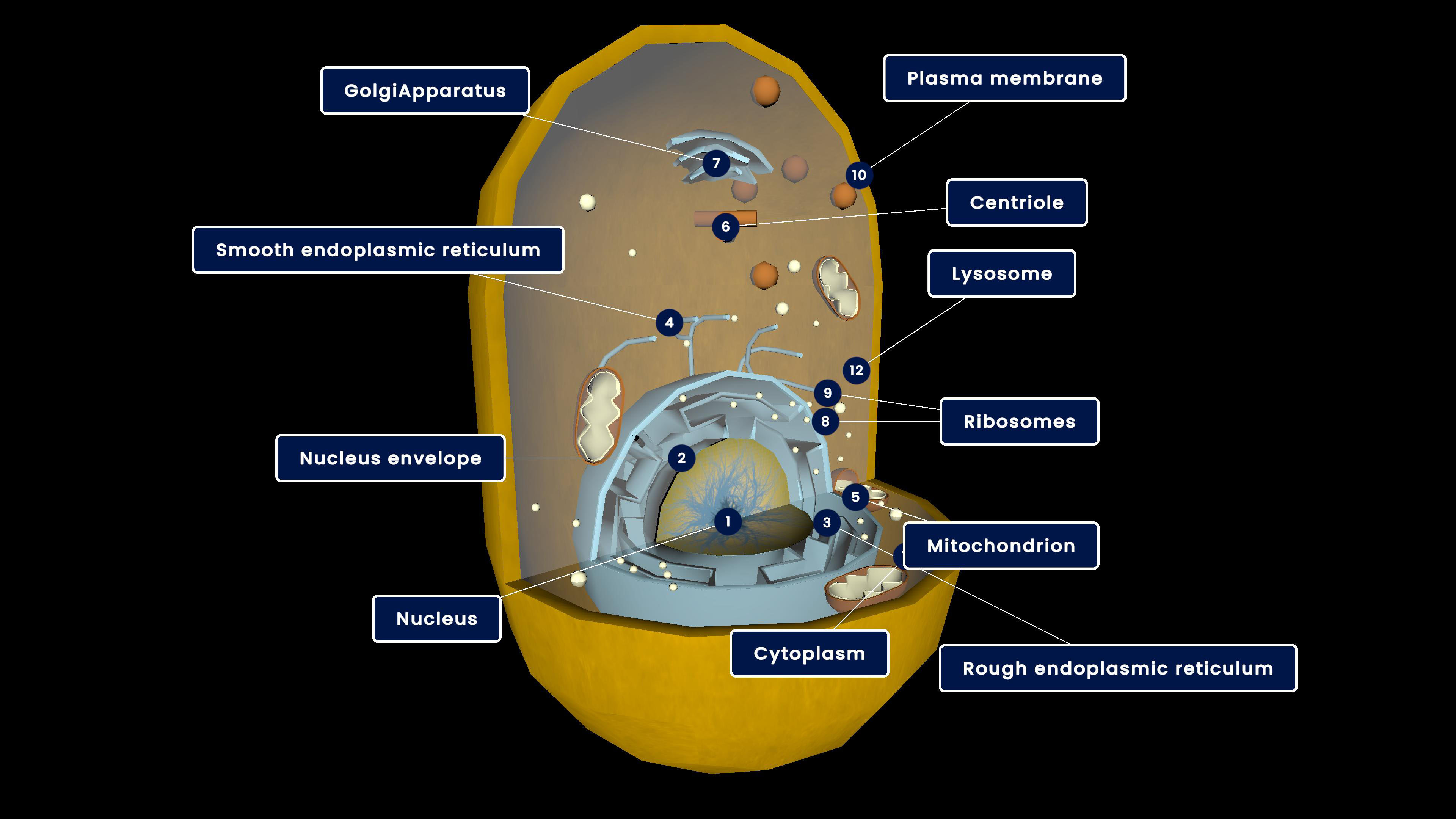 Cell Structure and Functions content category