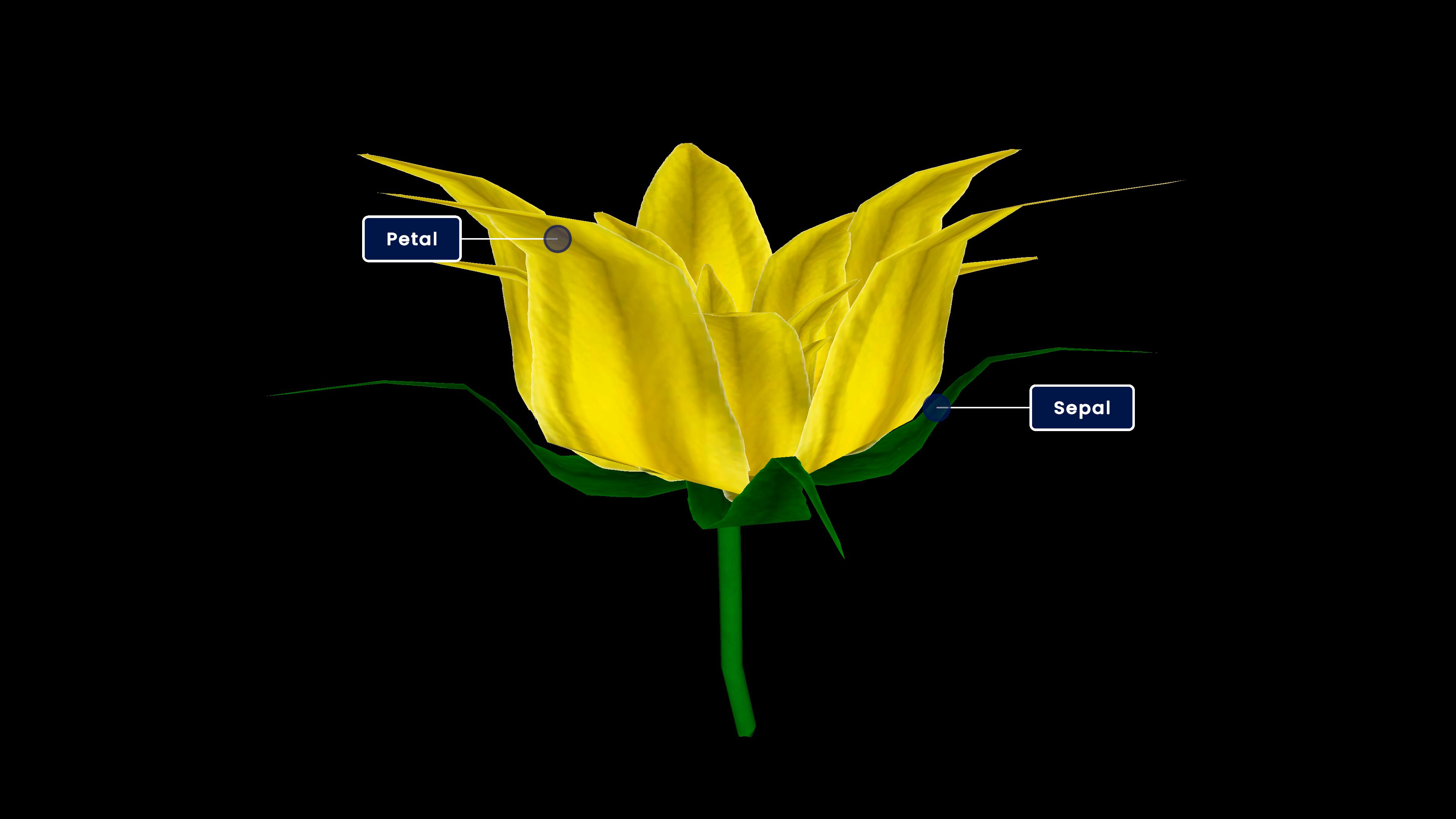 Bud and flower