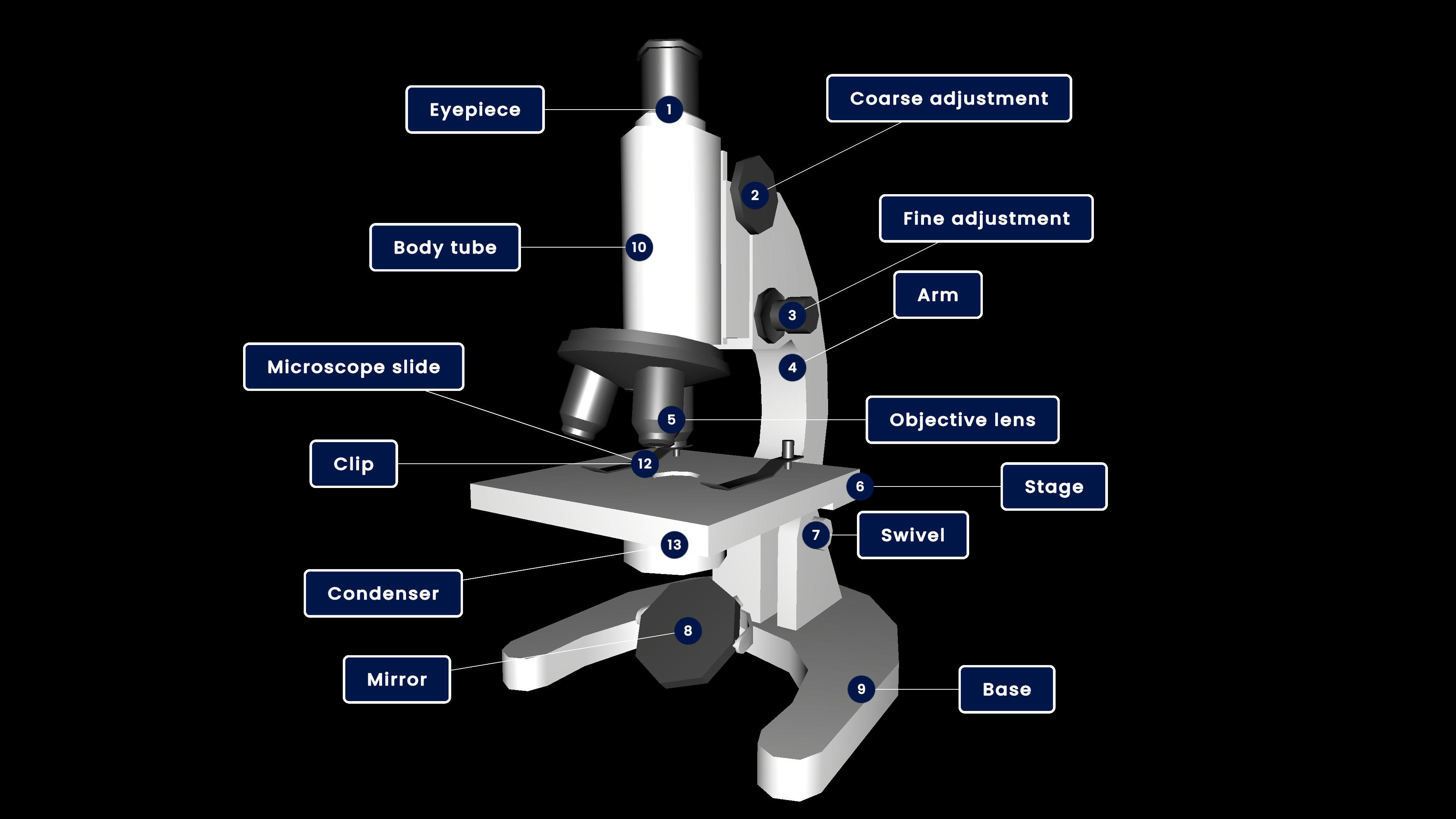 Compound Microscope