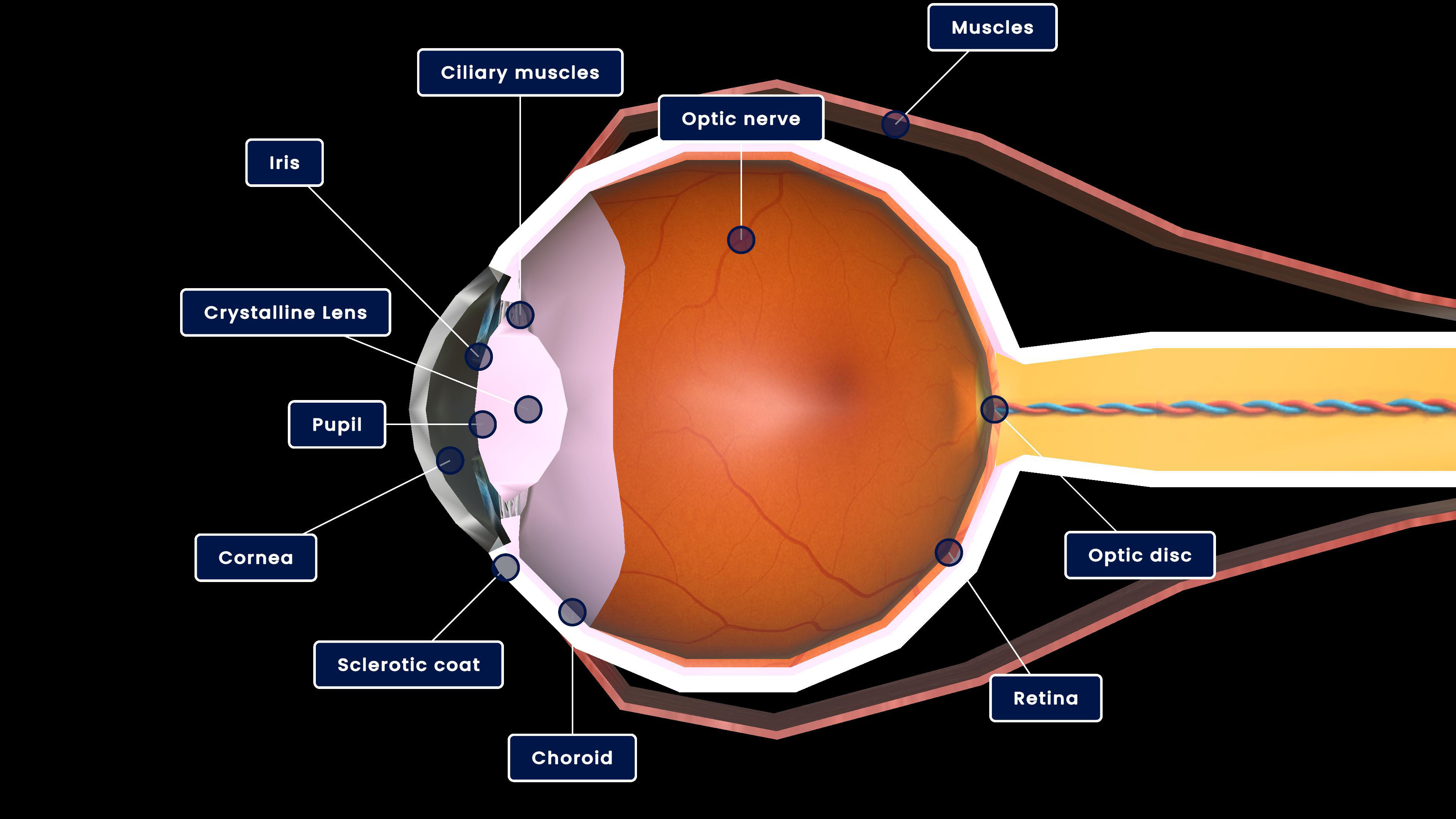 Construction of human eye