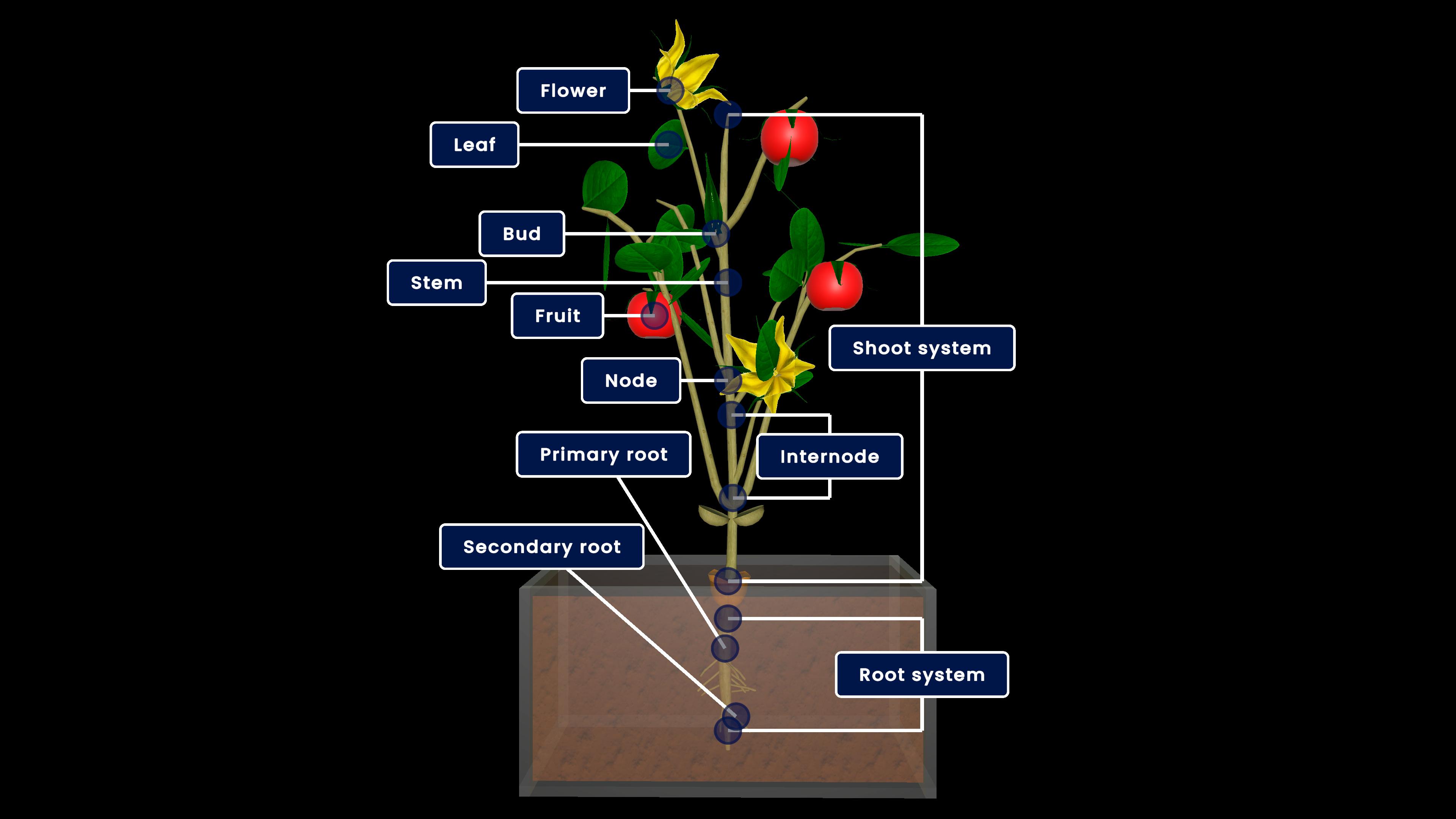 Structure of Plant and it's edible parts