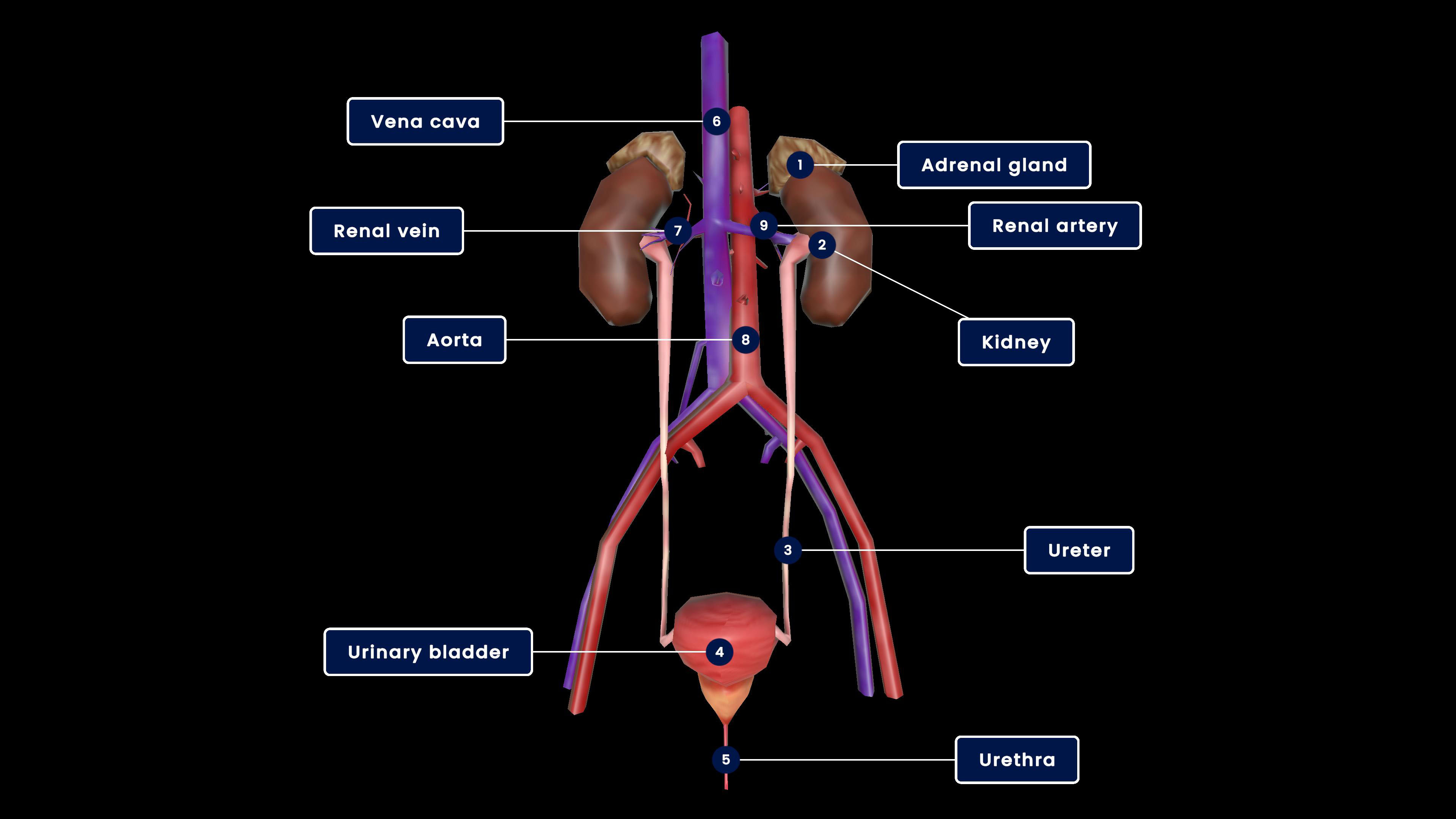 Excretory system in human beings