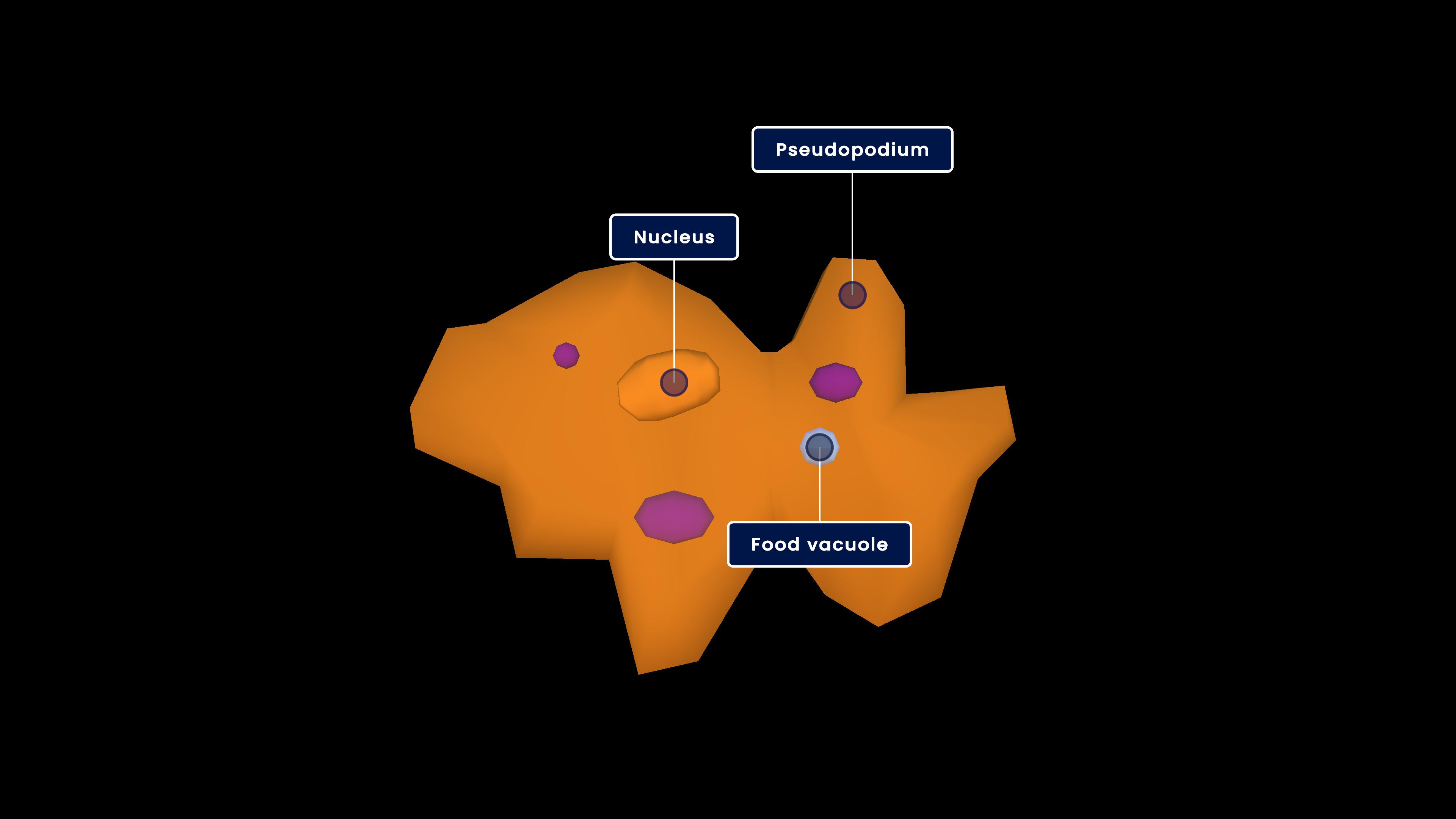 Feeding and Digestion in Amoeba
