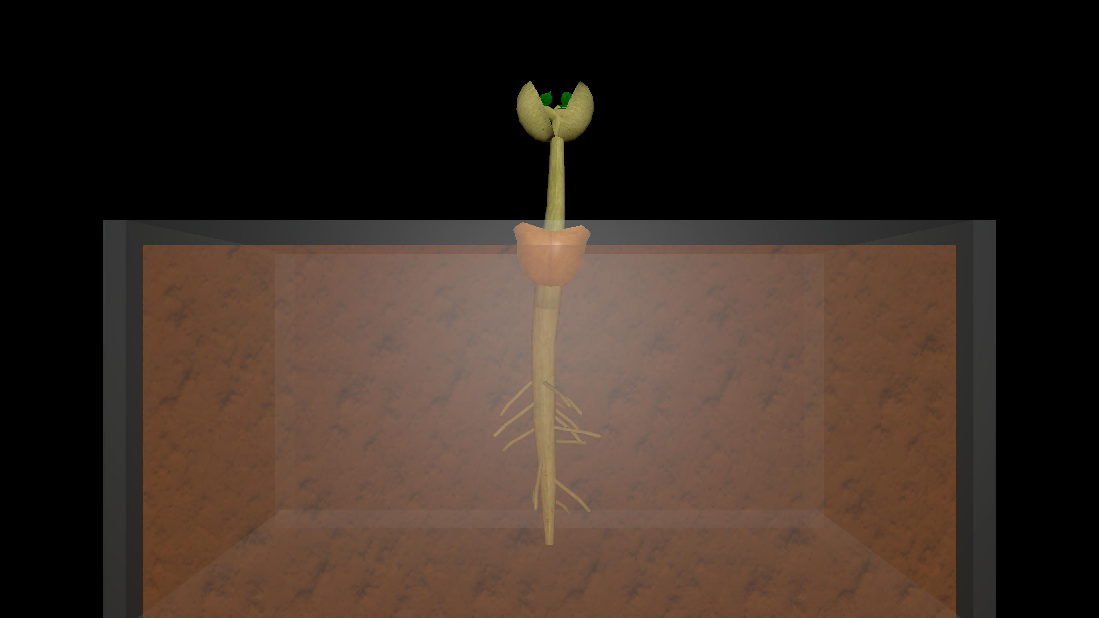 Geometric growth rate in plants