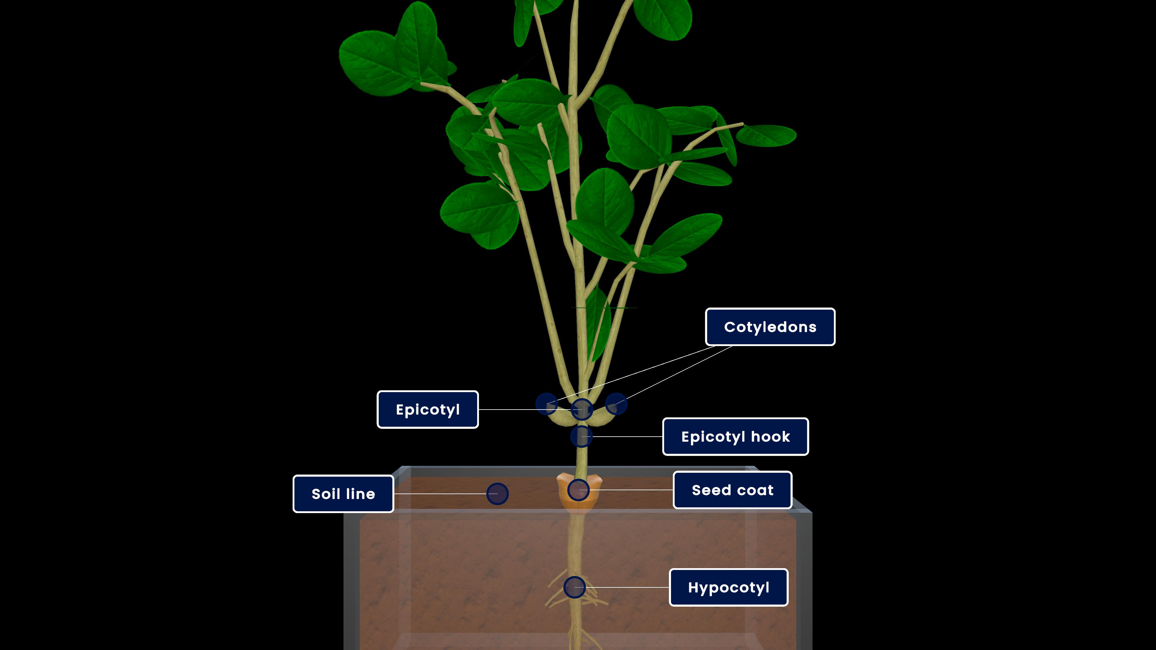 Arithmetic growth rate in plants