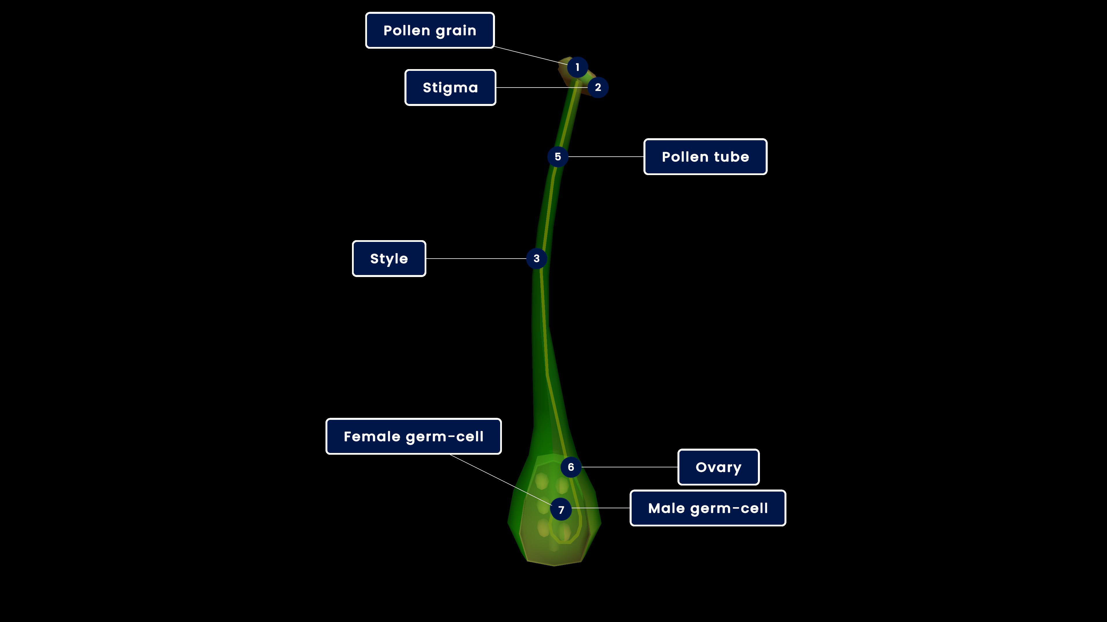 Cutting an ovary (a) longitudinal cut and (b) transverse cut