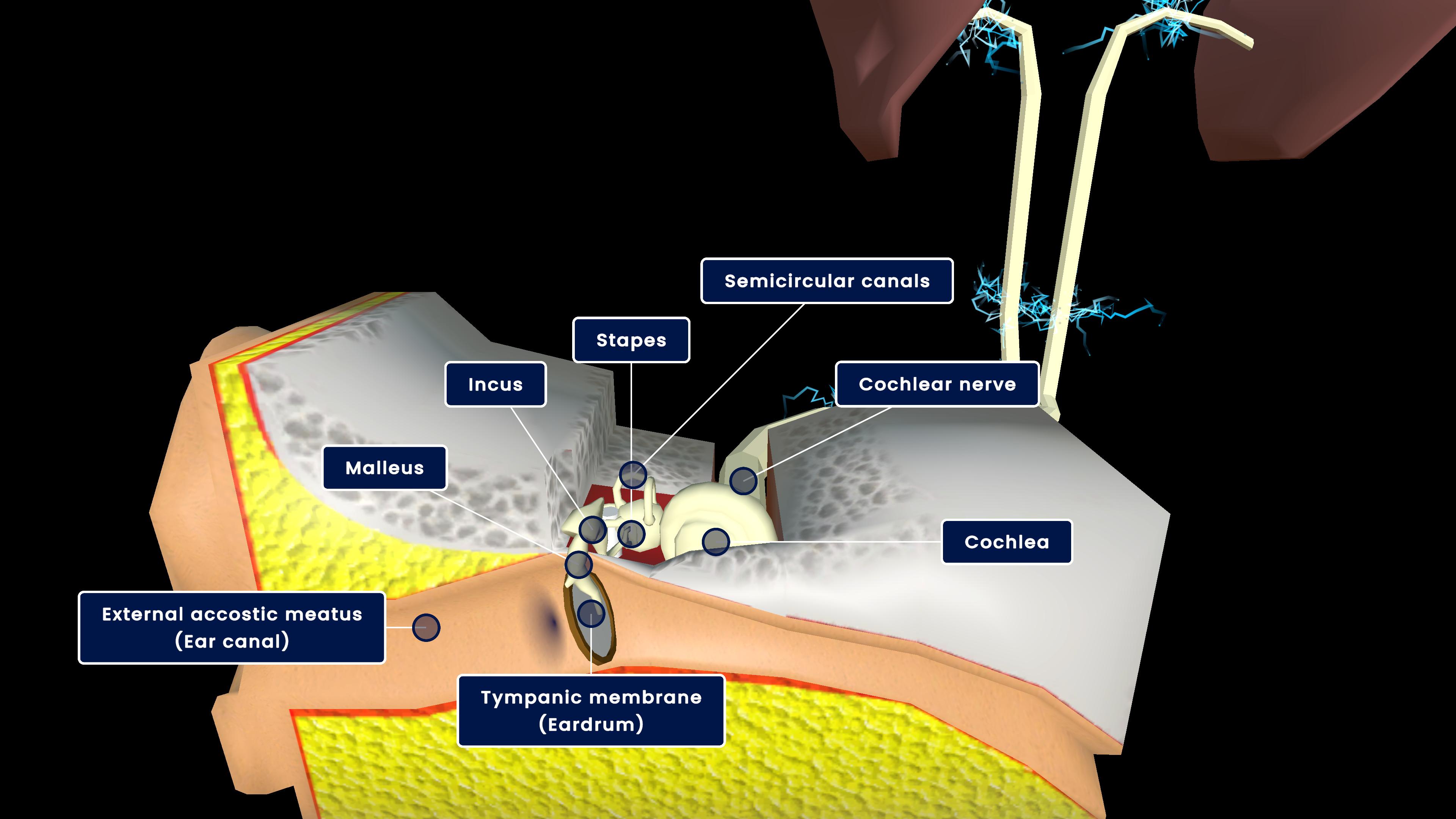 Human Ear