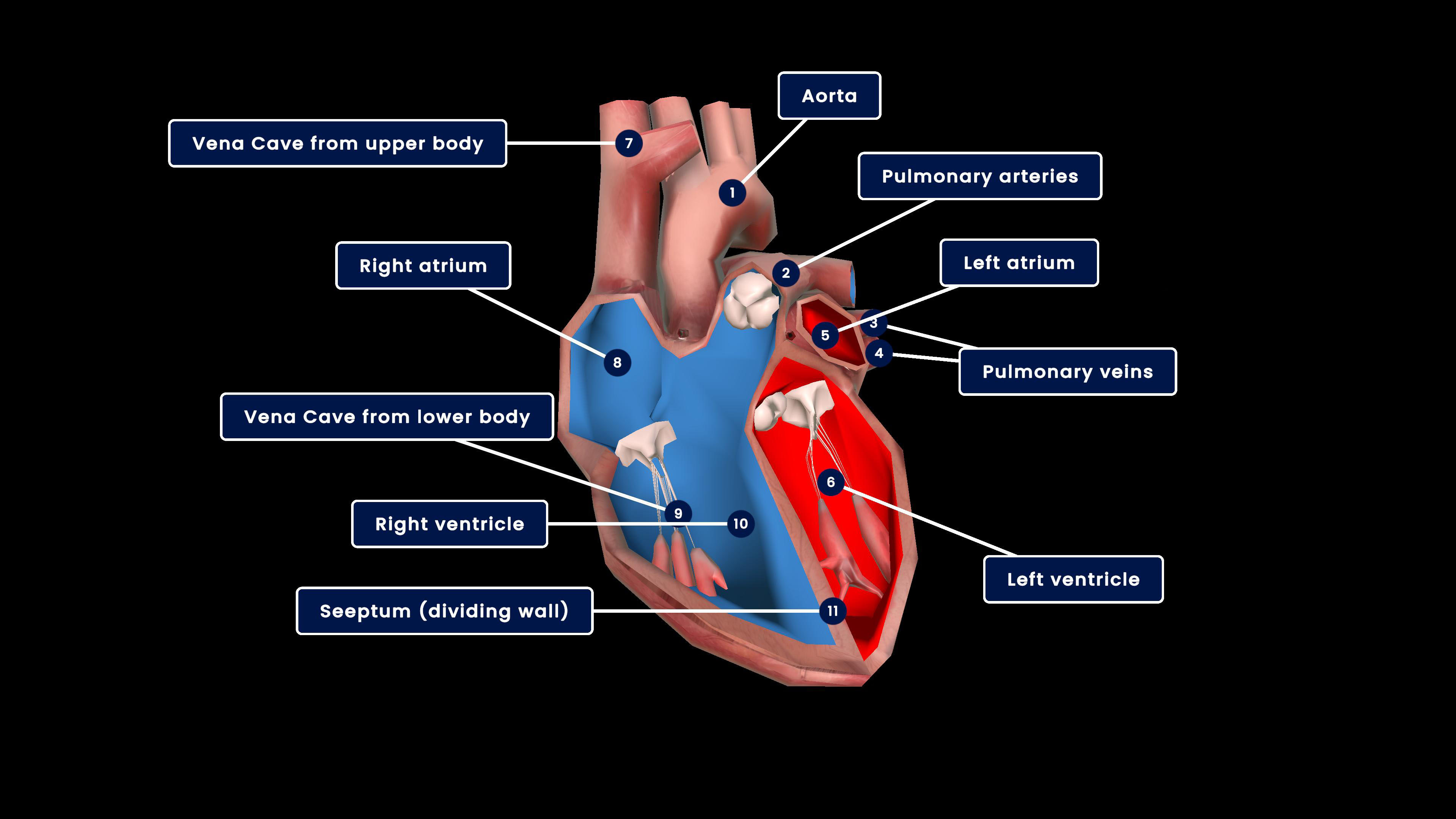 Structure of Human Heart