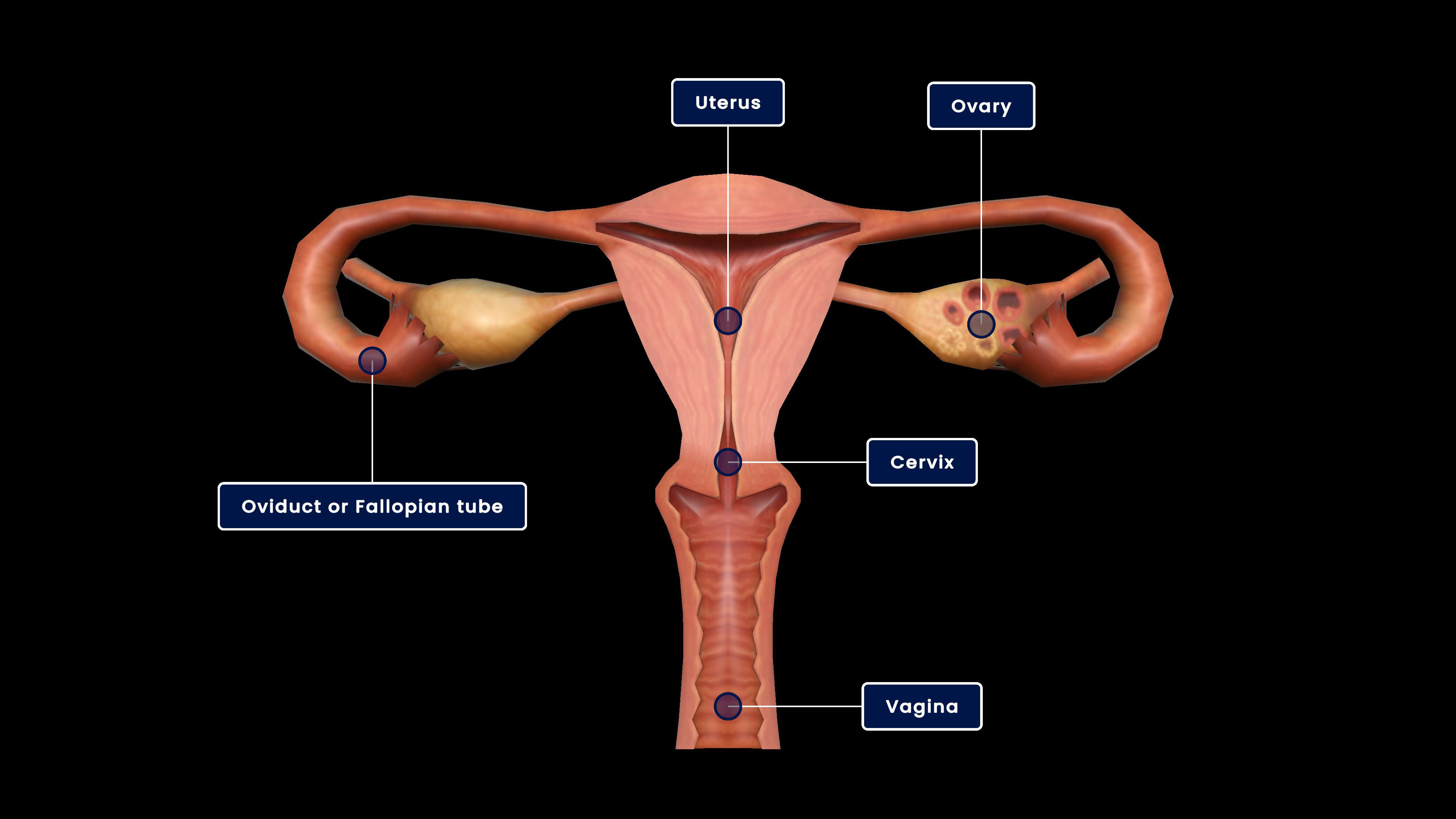 Human-female reproductive system