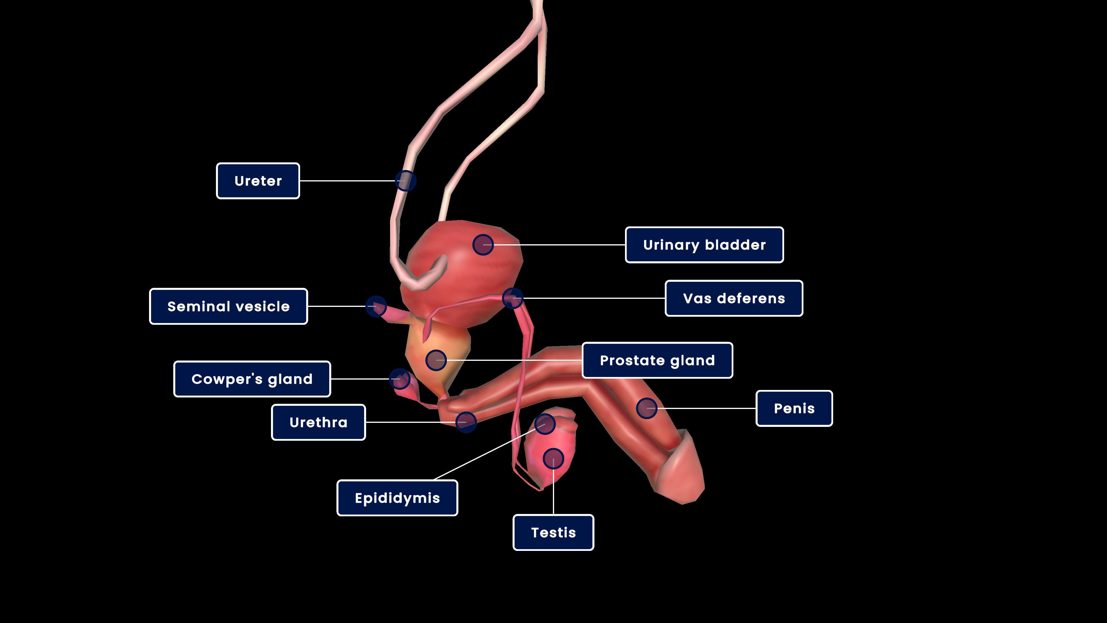 Human-male reproductive system