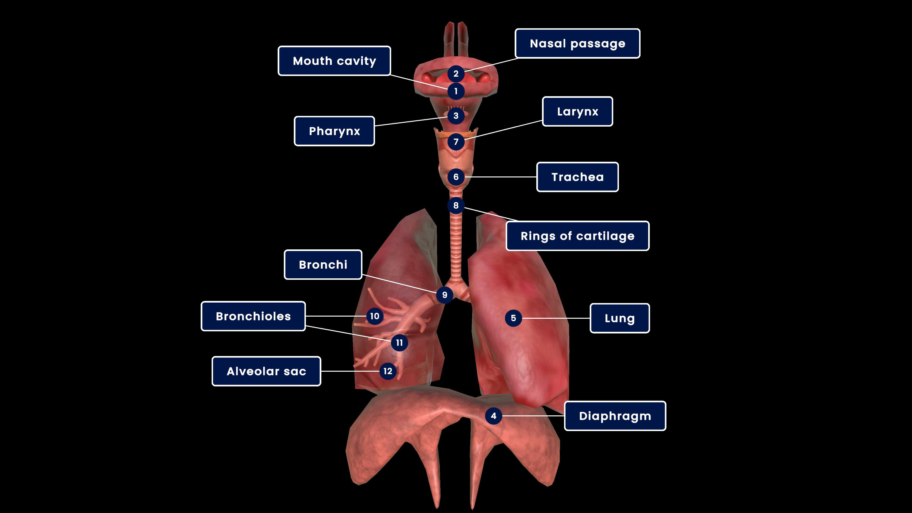 Human respiratory system