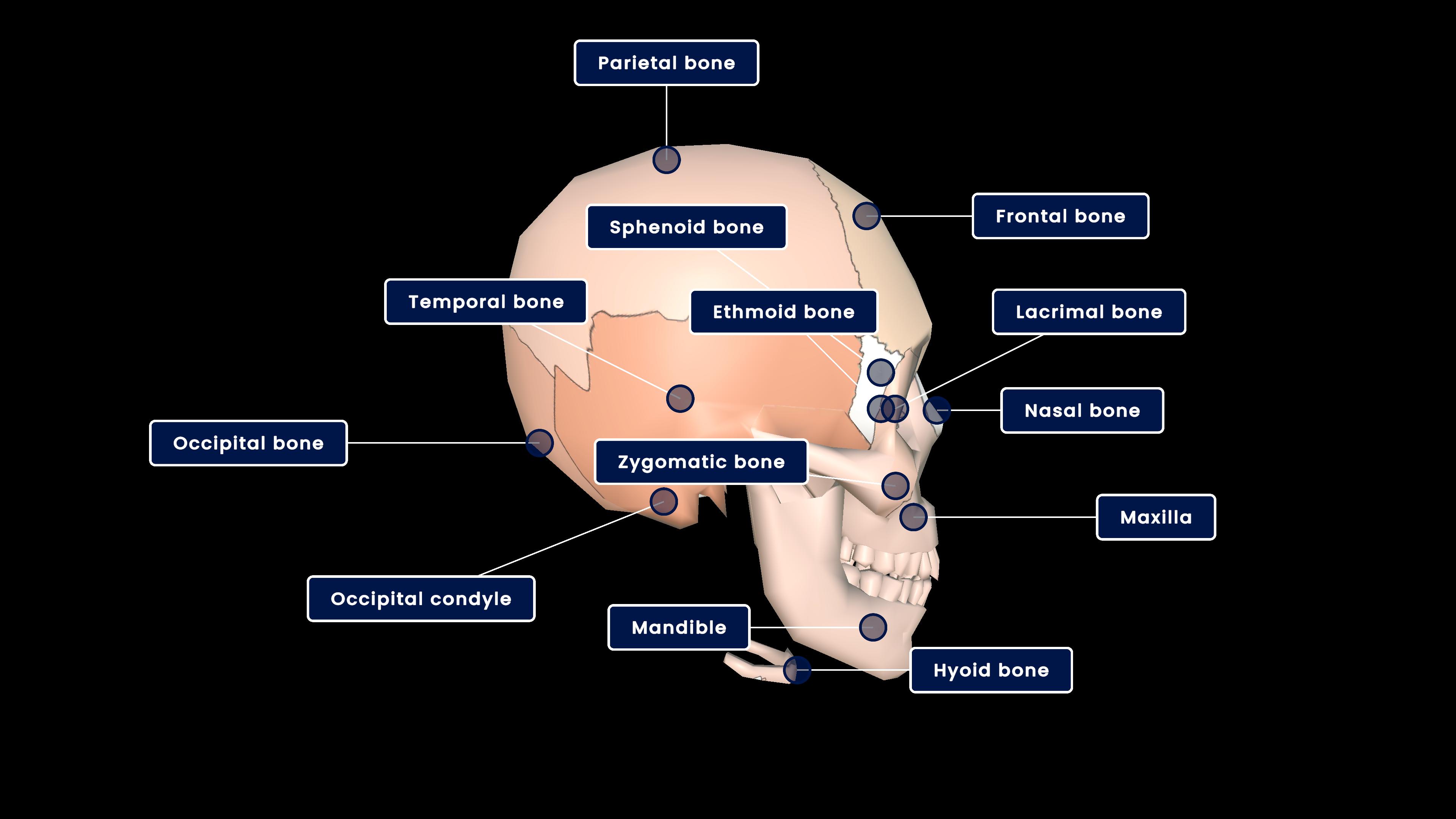 Human Skull