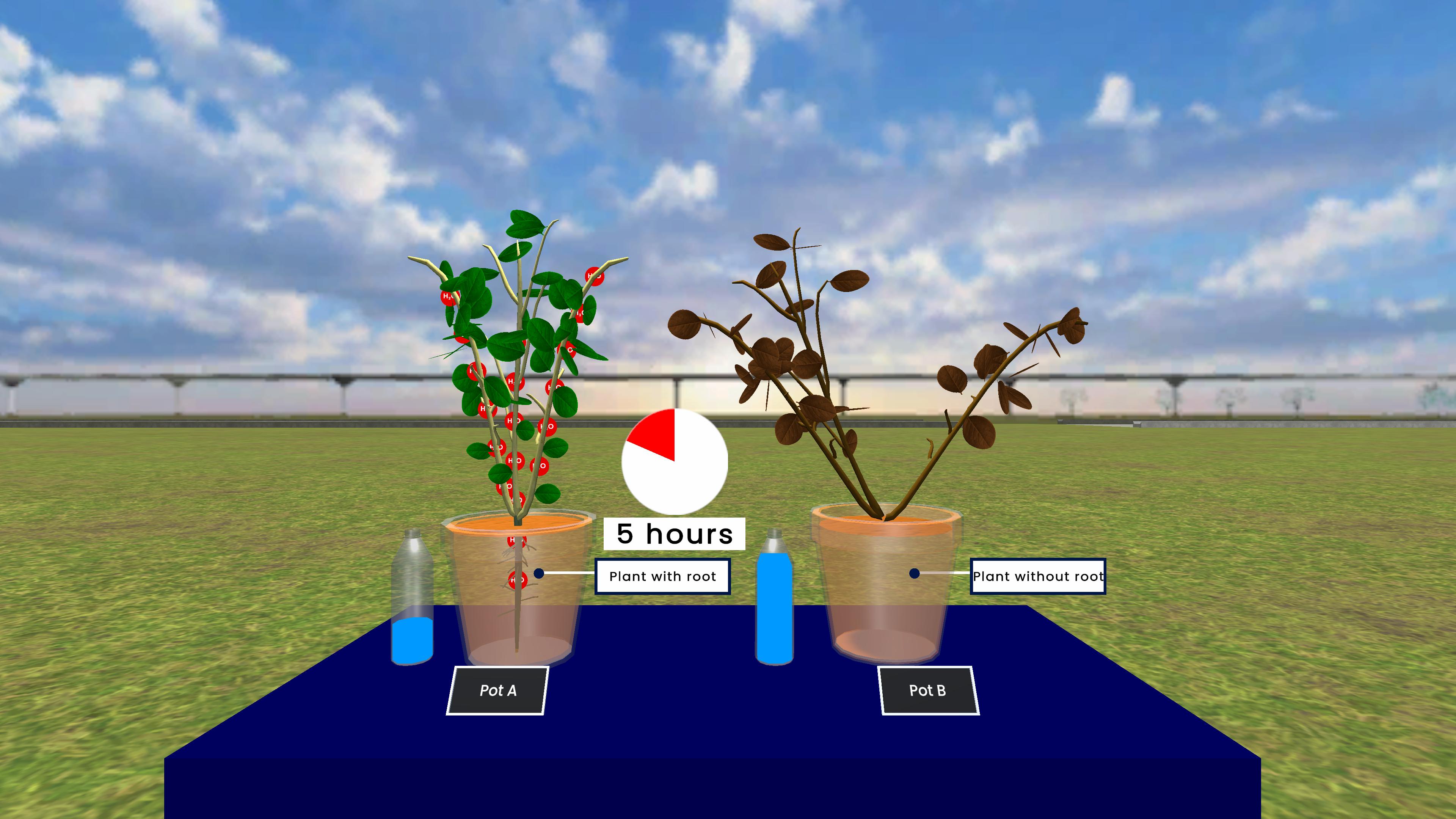 Importance Of Root
