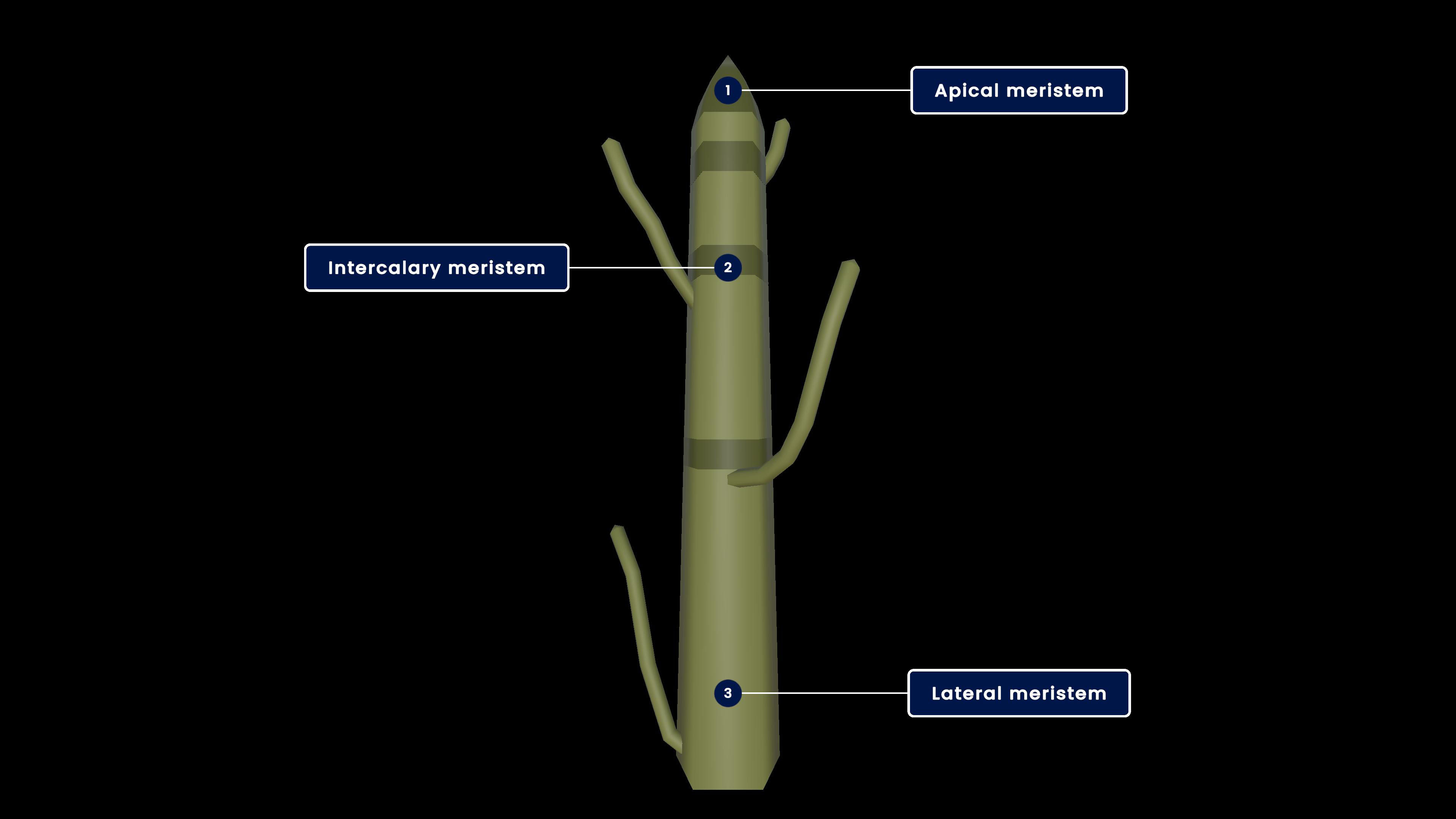 Location of meristematic tissue in plant body