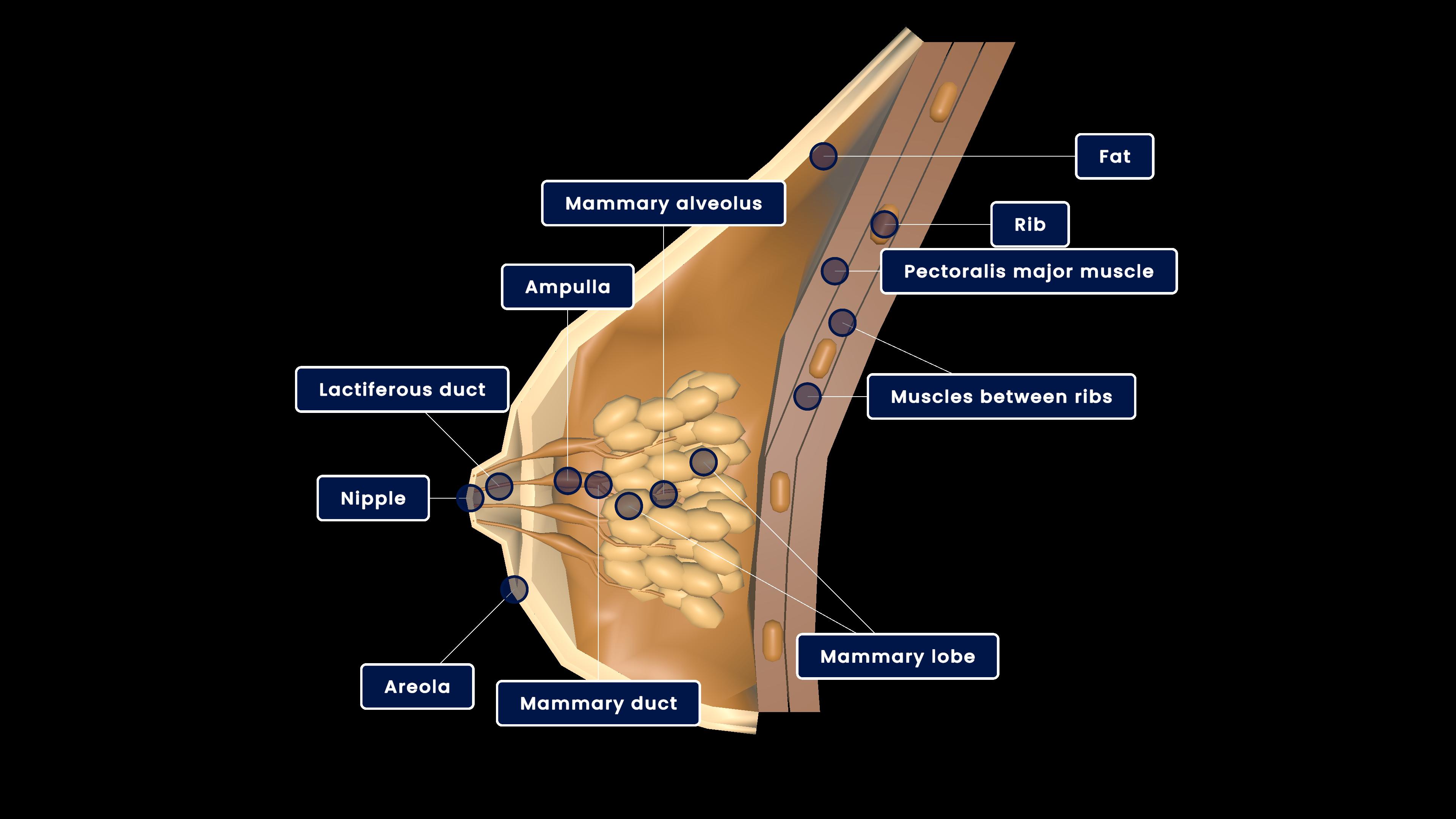 Mammary gland
