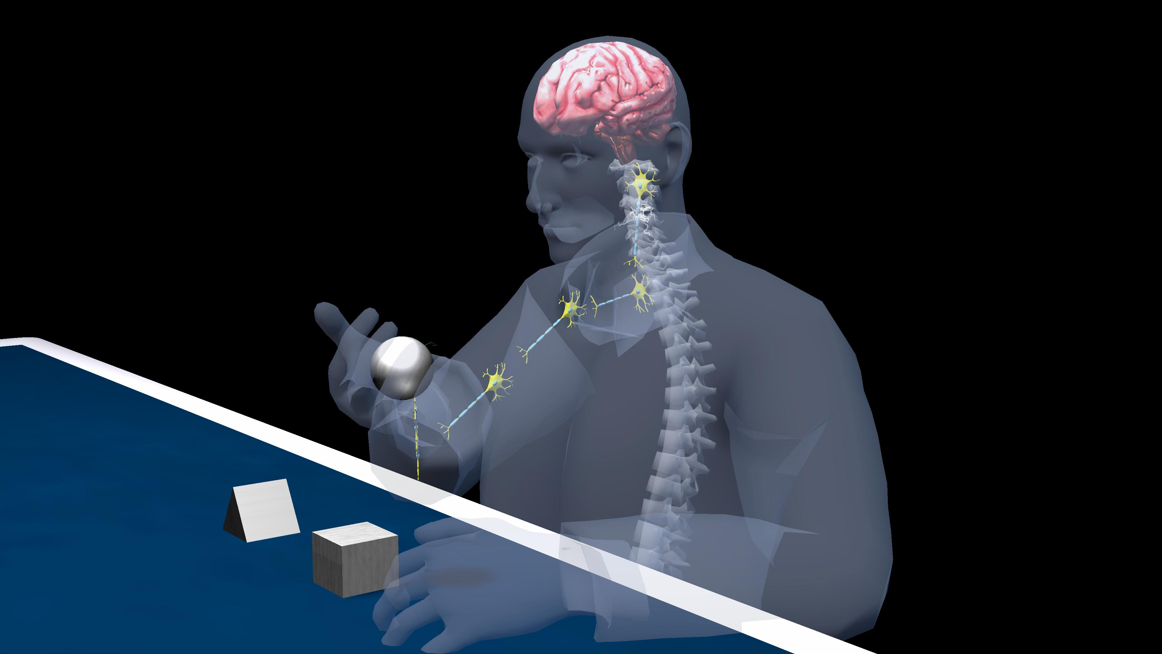 Nerve Impulse