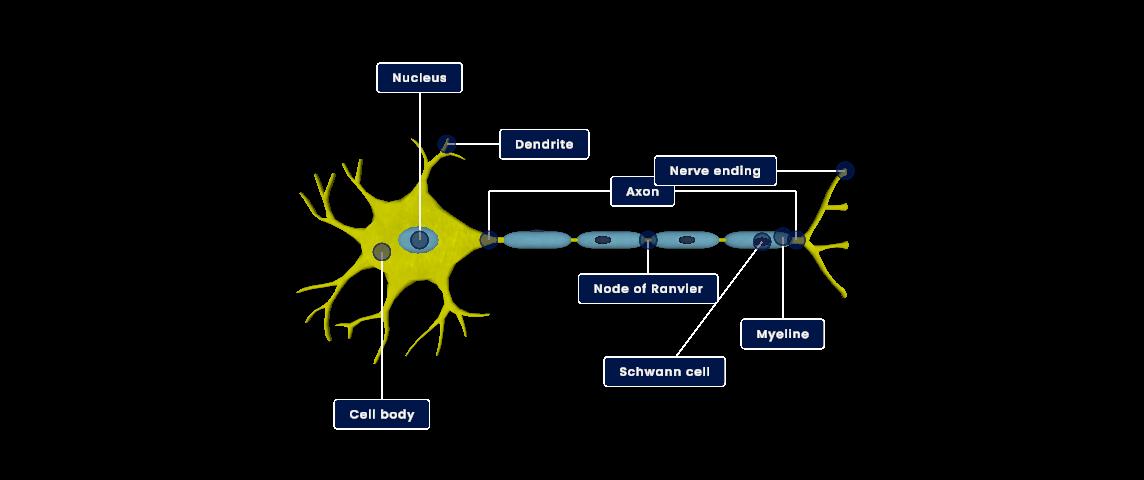 Nerve cell