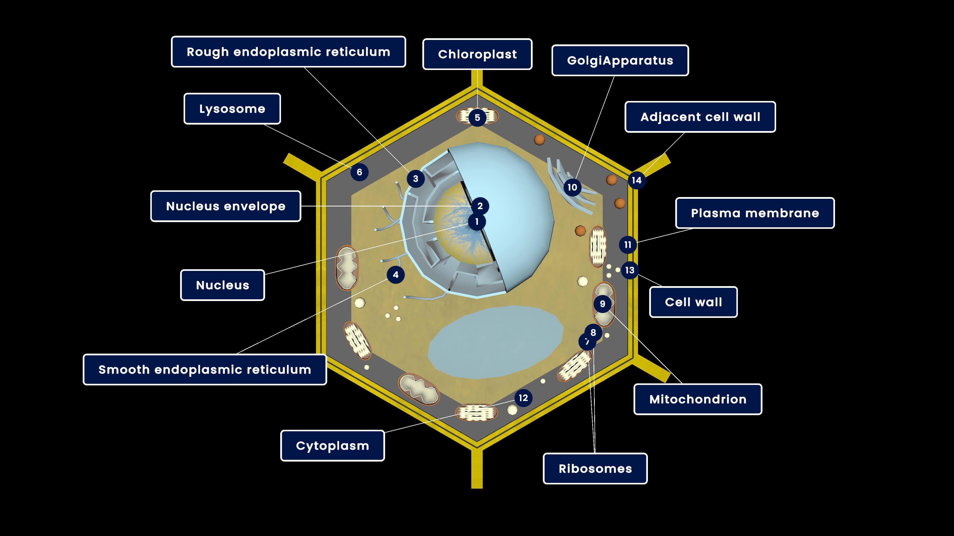 Plant Cell