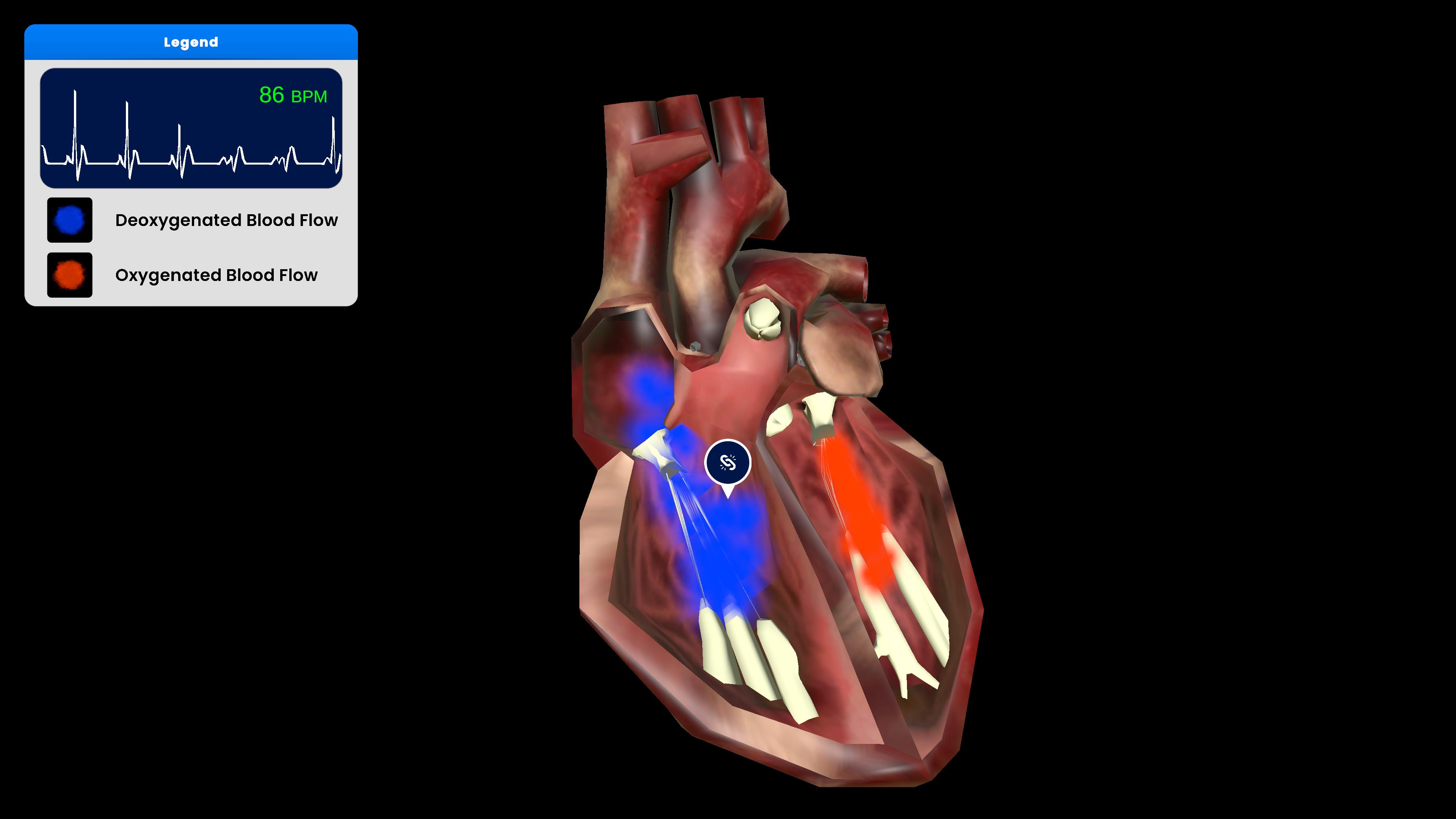 Pumping of Human Heart