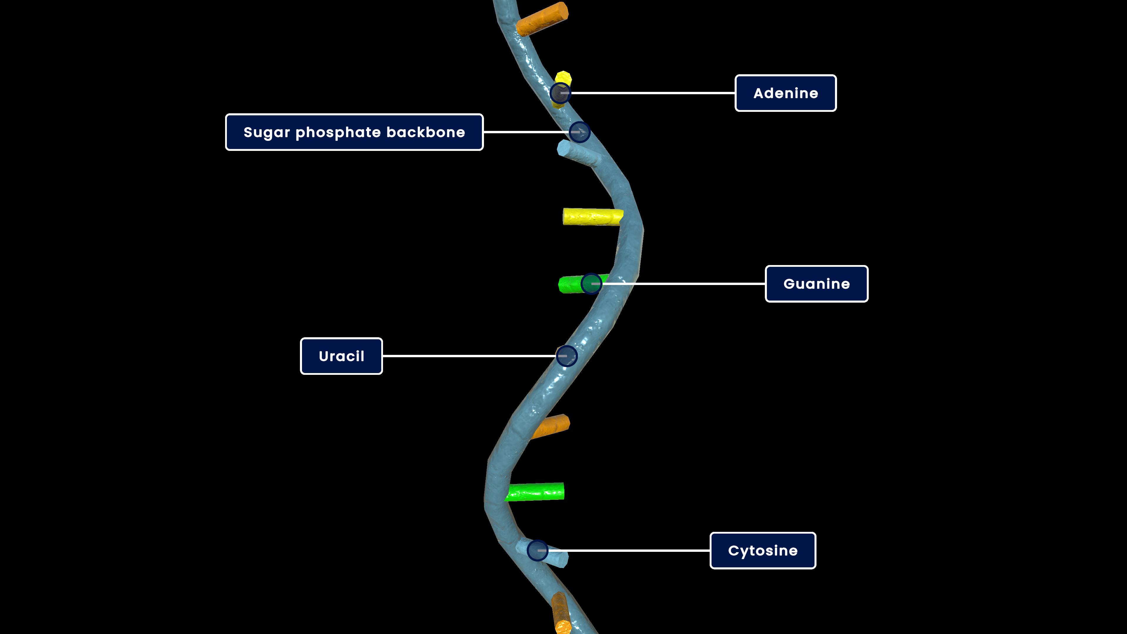 RNA (Watson and Crick's Model)