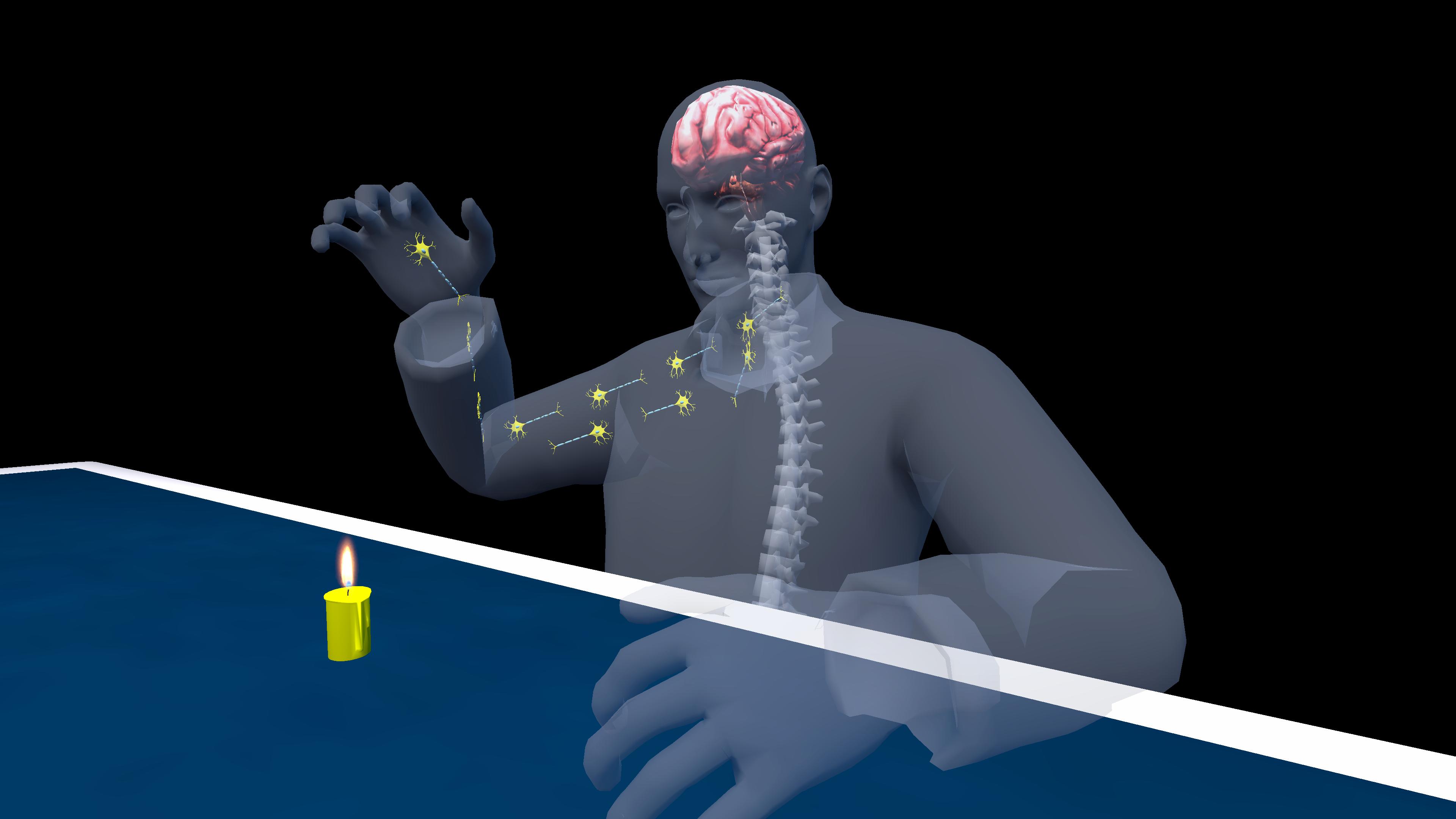 Reflex Arc