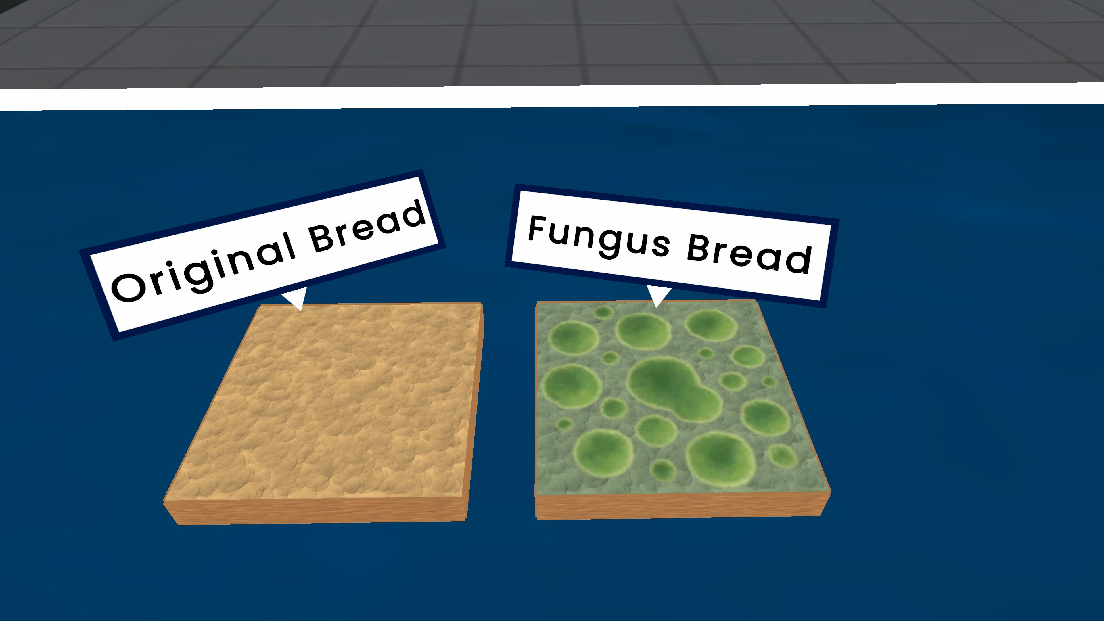 Reproduction of Fungi on Bread