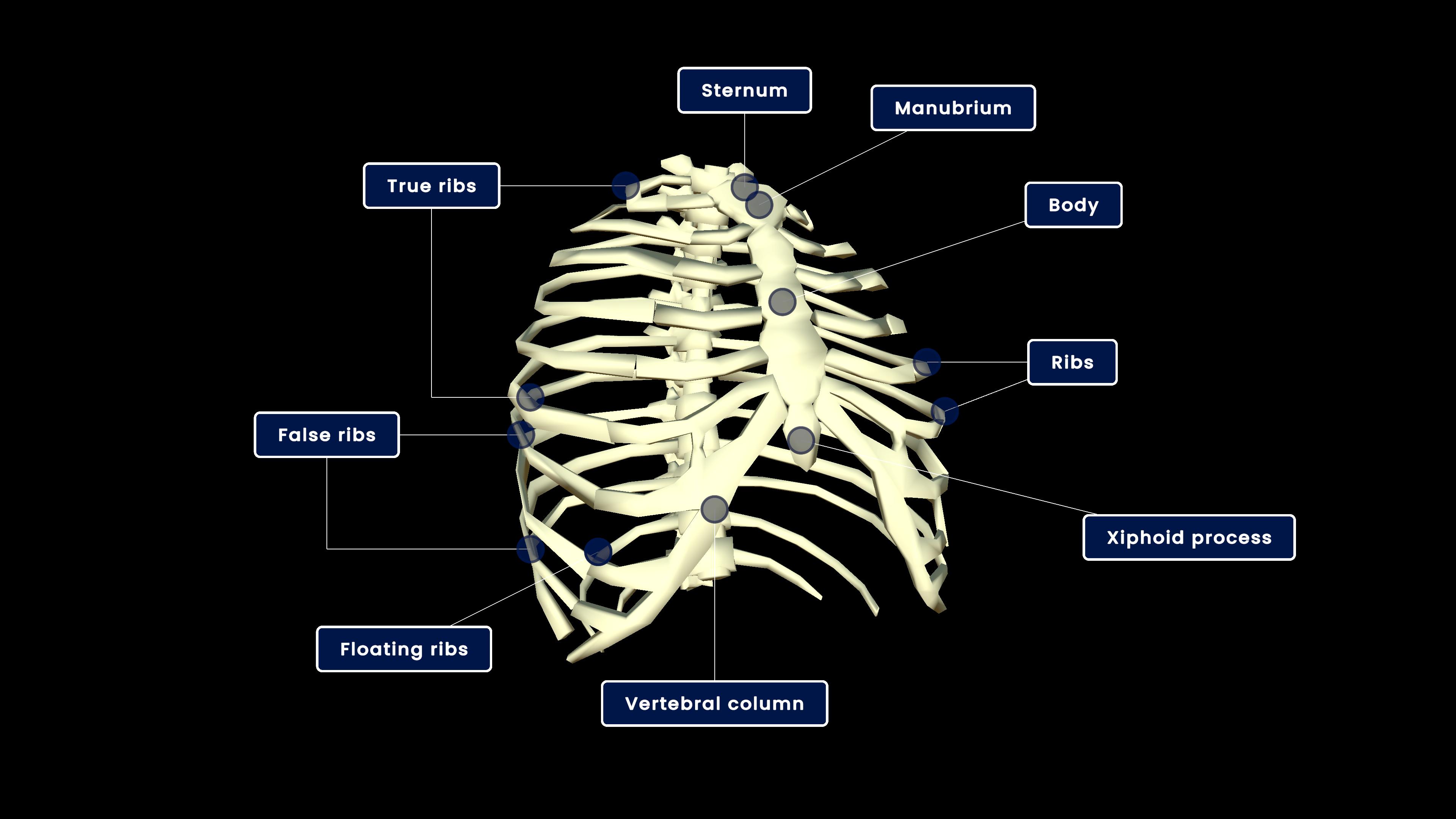 Rib cage (Thoracic cage)