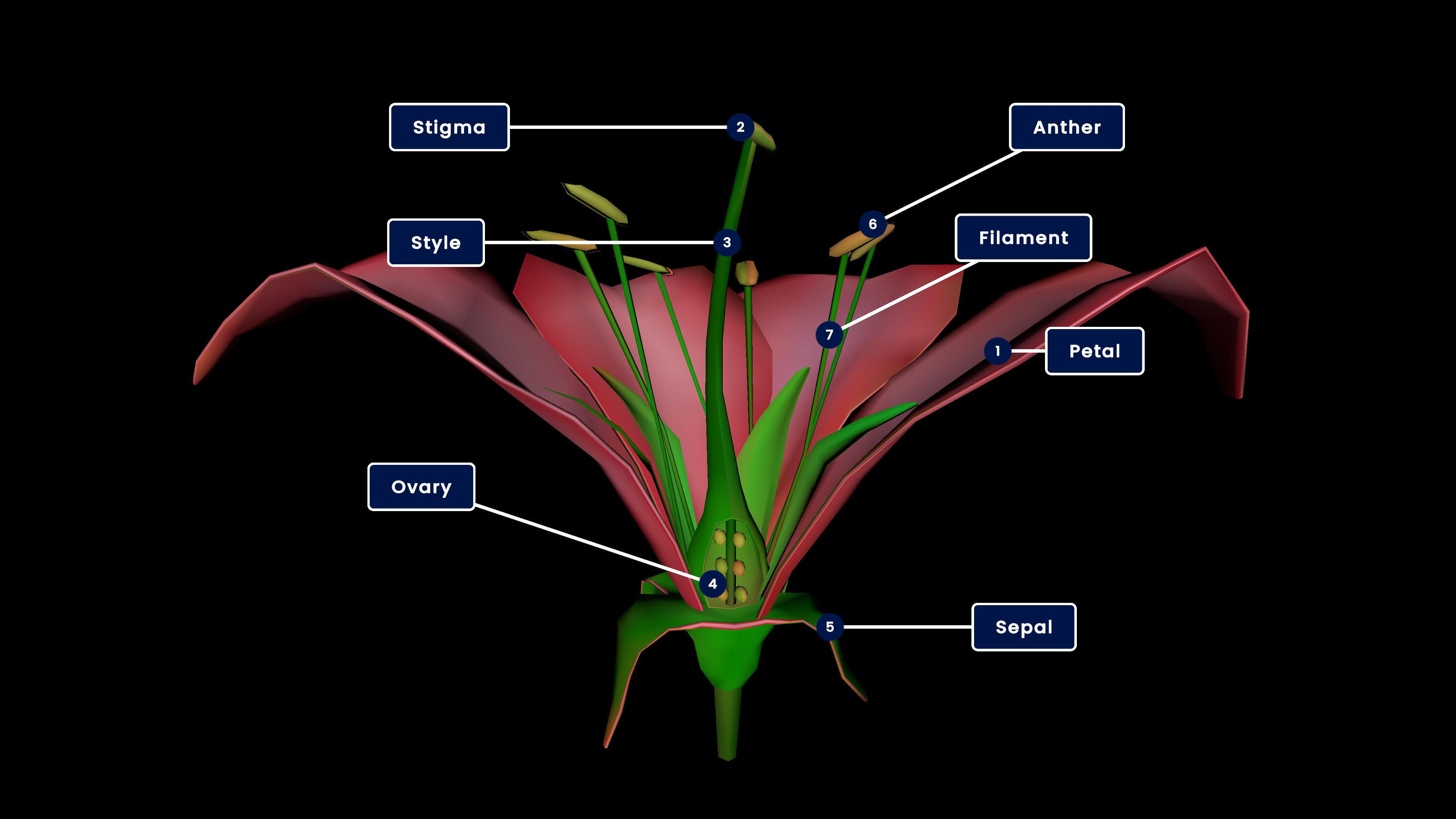 Parts of Flowering Plants