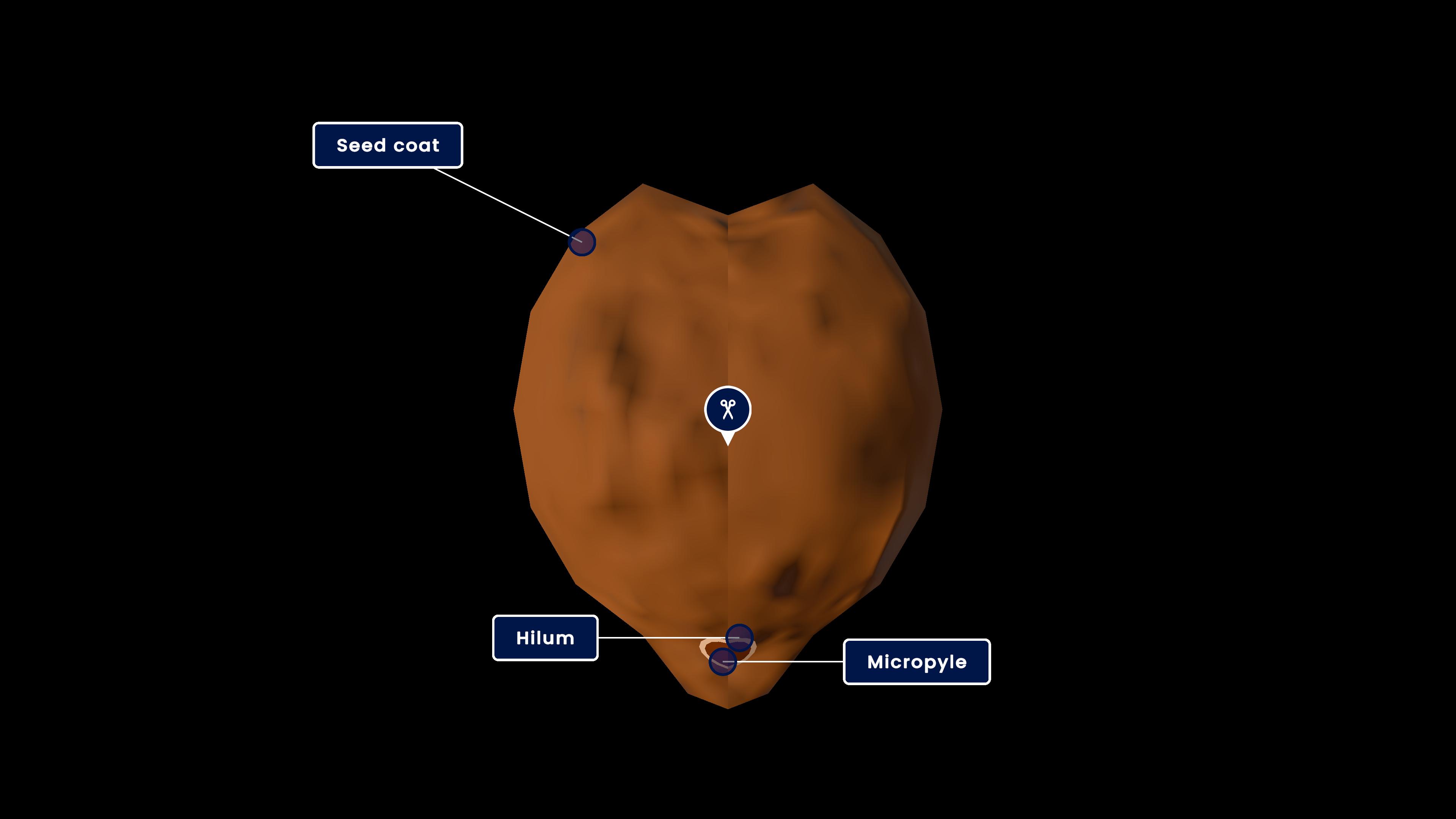 Structure of Dicotyledonous Seed