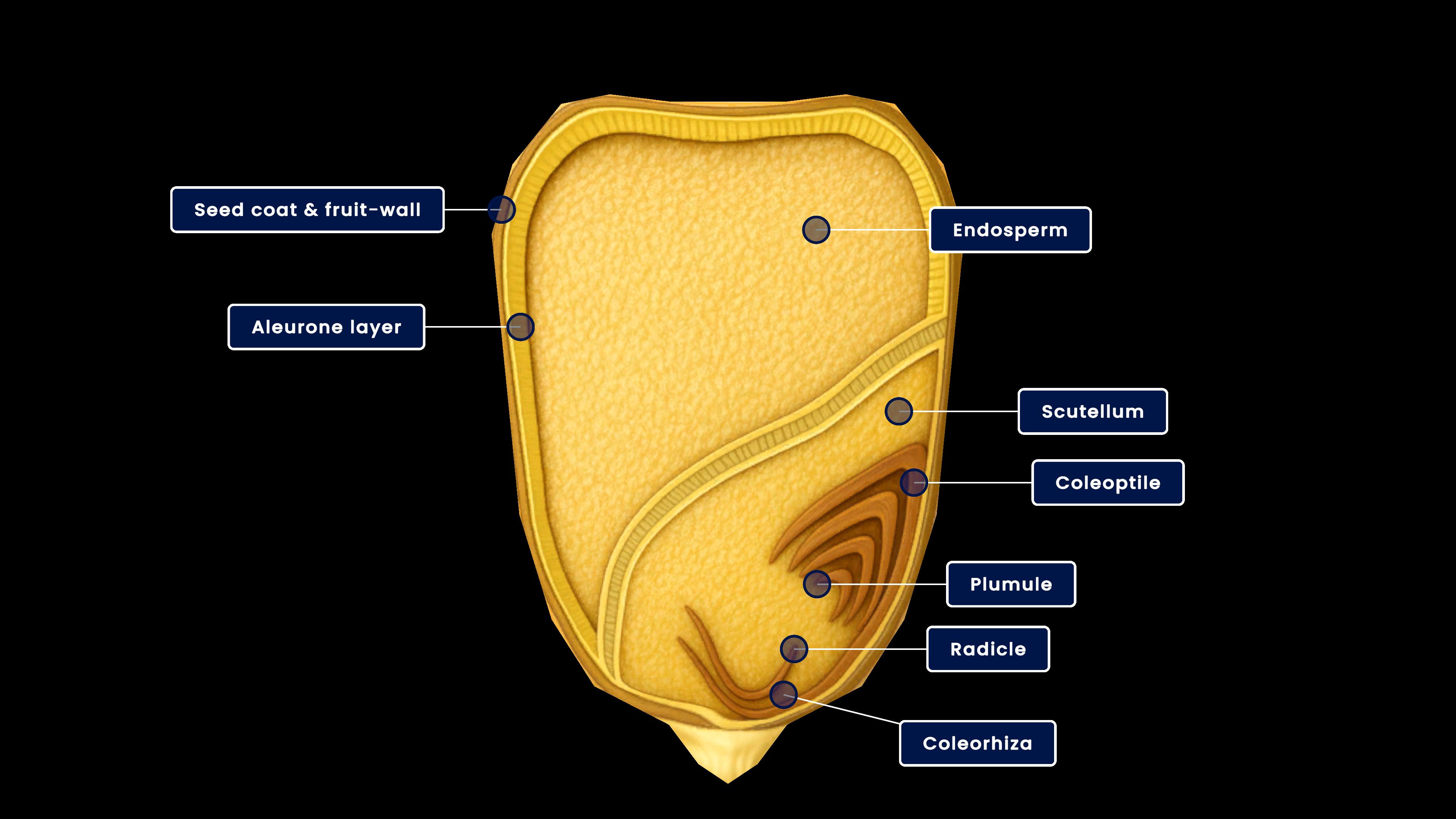 Flowering Plants content category