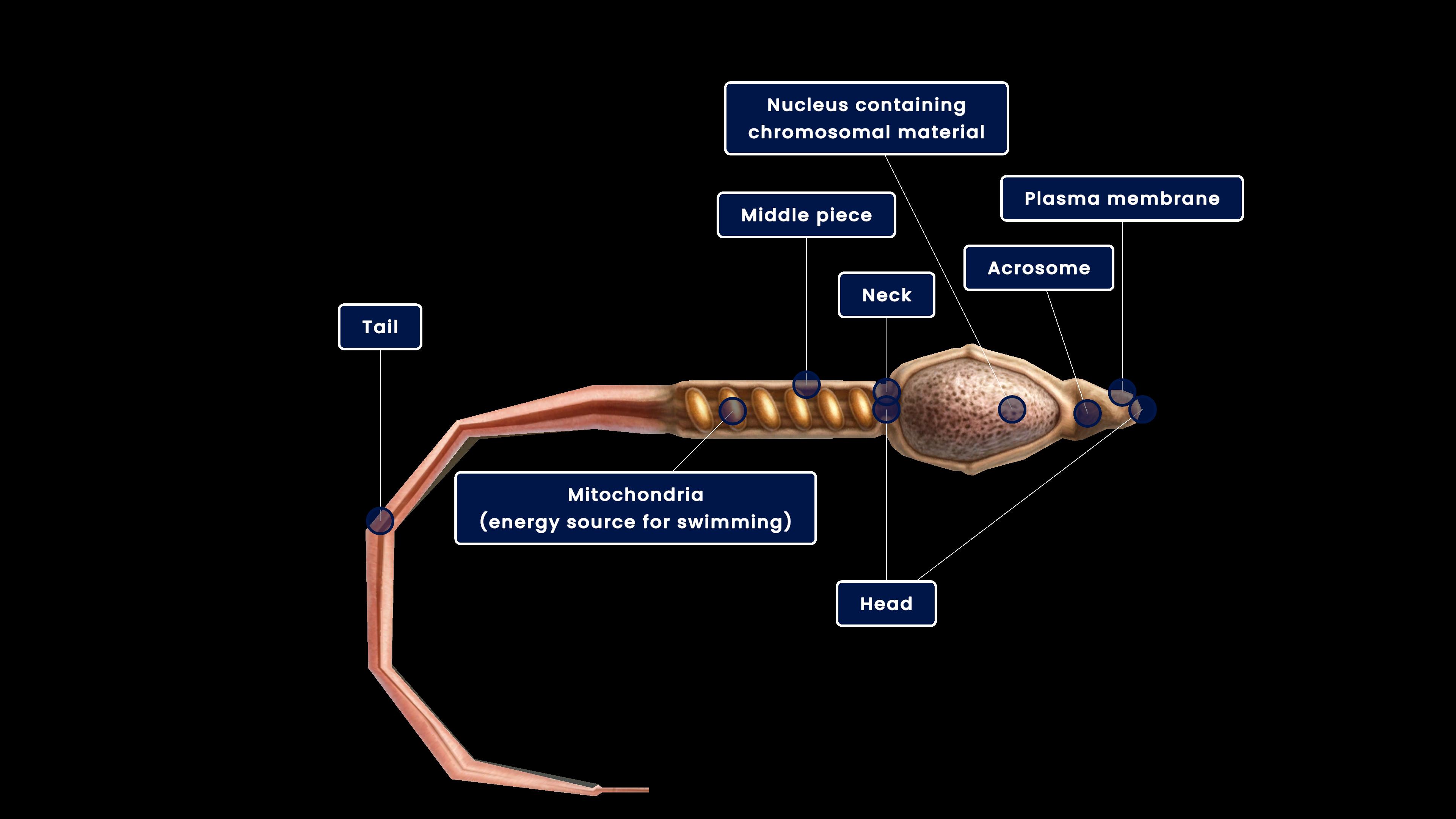 Structure of a sperm