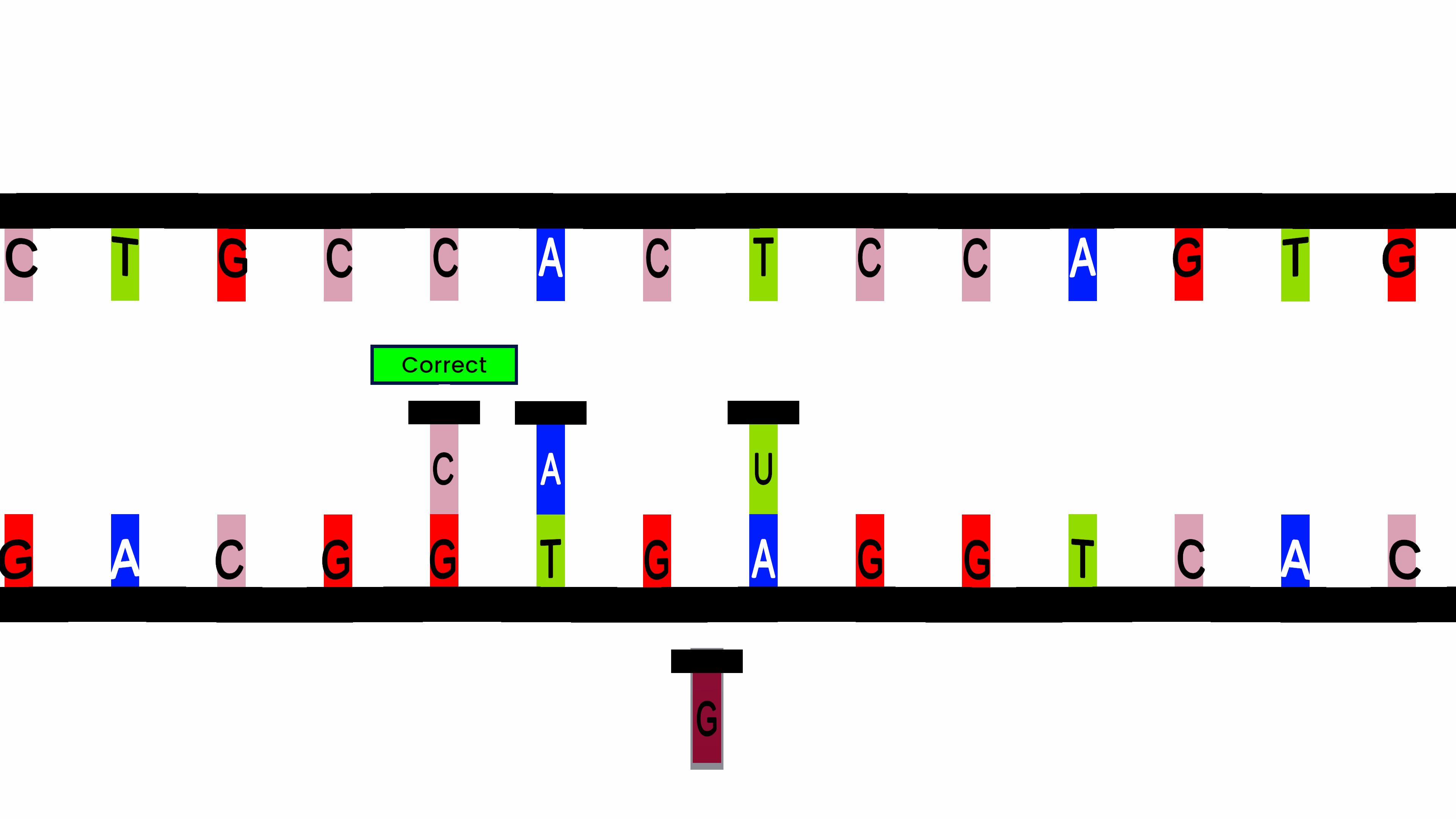 Formation of mRNA from DNA Template Strand (Transcription)