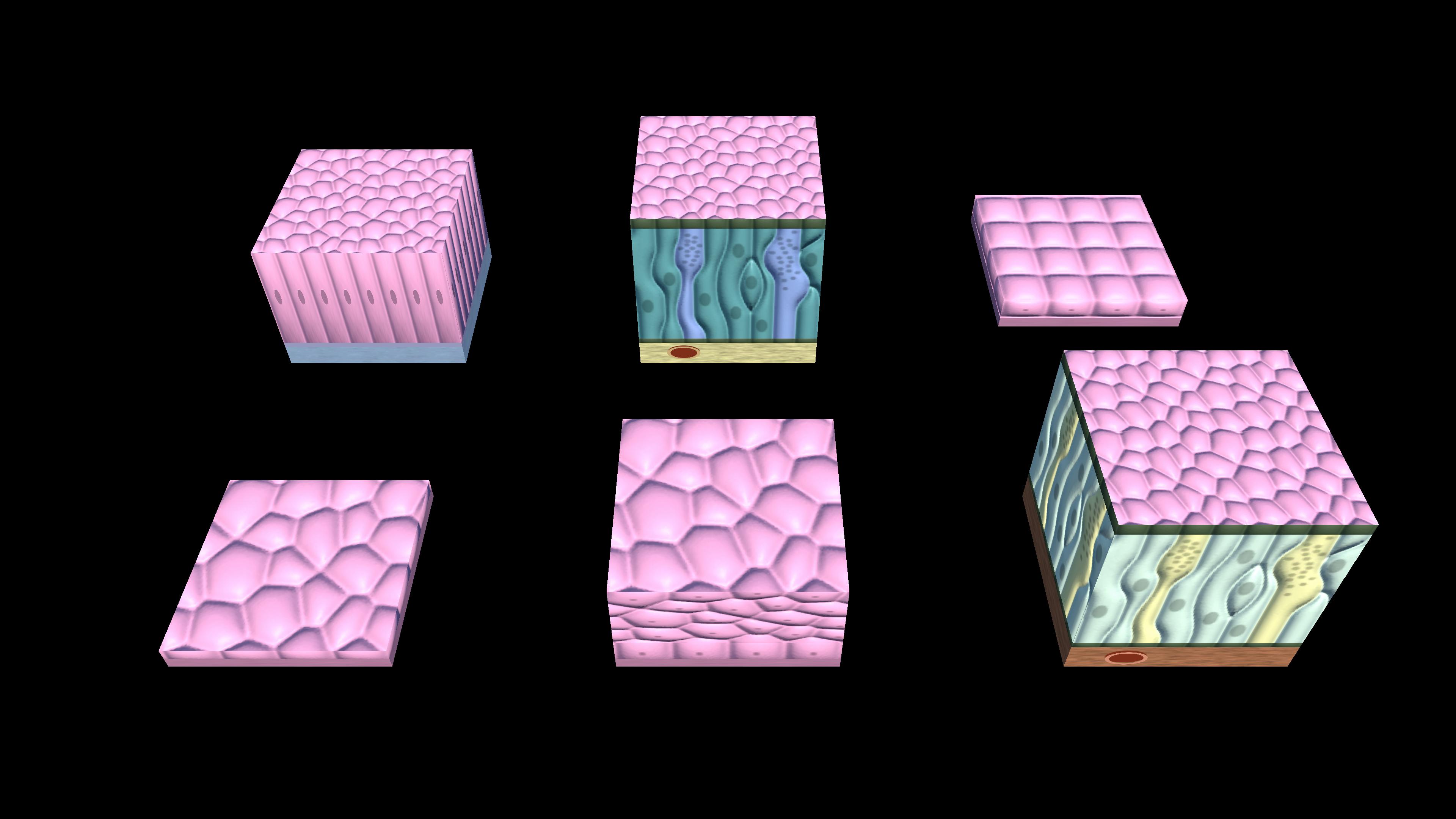 Types of epithelial tissues