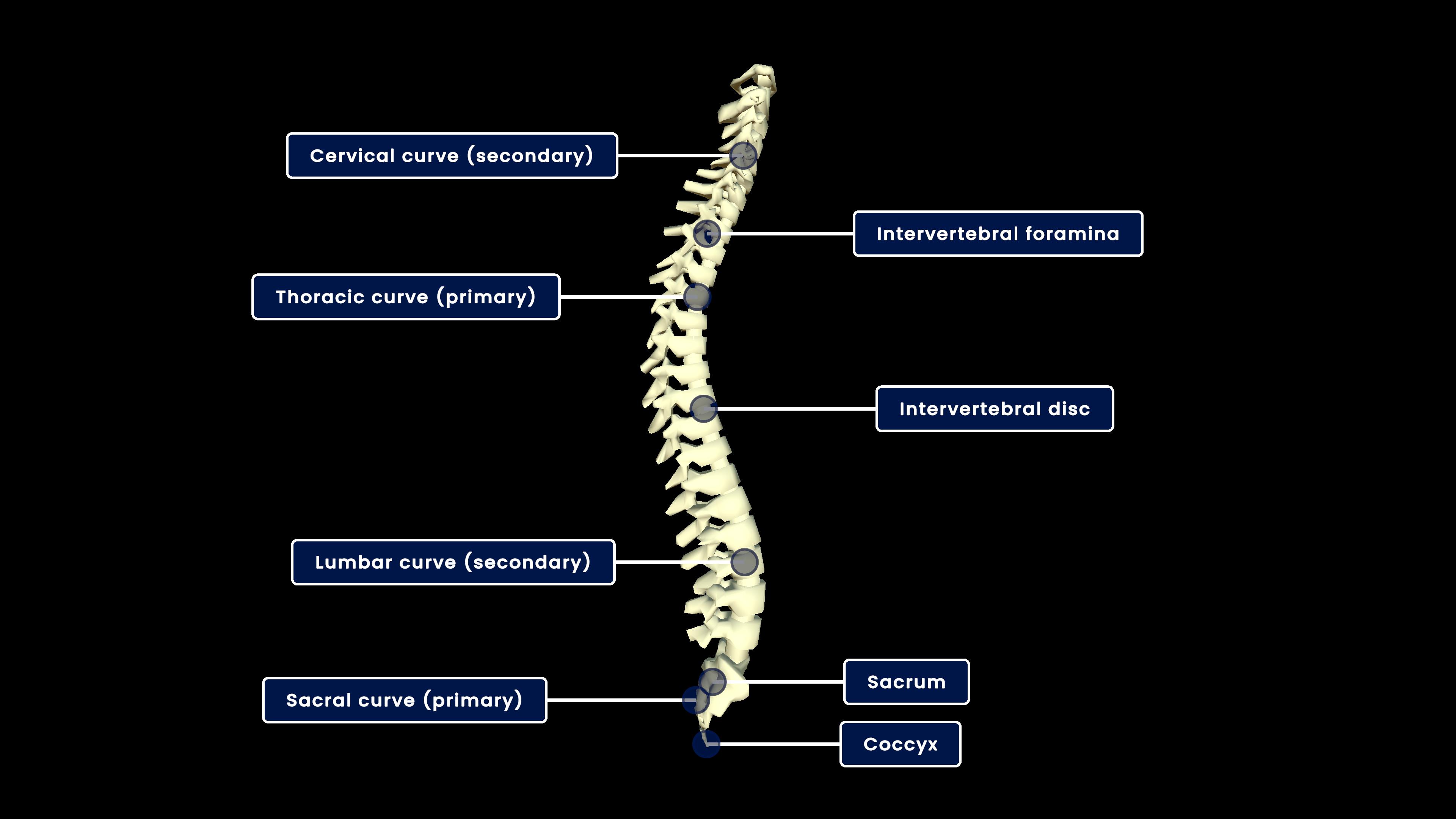 Vertebral column (Spine) (right lateral view)